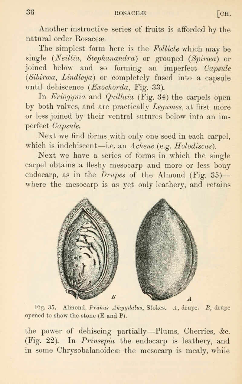 Another instructive series of fruits is afforded by the natural order Rosacea?. The simplest form here is the Follicle which may be single (Neillia, Stephanandra) or grouped (Spiraea) or joined below and so forming an imperfect Capsule (Sibircm, Lindleya) or completely fused into a capsule until dehiscence {Exochorda, Fig. 33). In Ei'iogynia and Quillaia (Fig. 34) the carpels open by both valves, and are practically Legumes, at first more or less joined by their ventral sutures below into an im- perfect Capsule. Next we find forms with only one seed in each carpel, which is indehiscent—i.e. an Achene (e.g. Holodiscus). Next we have a series of forms in which the single carpel obtains a fleshy mesocarp and more or less bony endocarp, as in the Drupes of the Almond (Fig. 35)— where the mesocarp is as yet only leathery, and retains Fig. 35. Almond, Primus Ainygdalus, Stokes. A, drupe. B, drupe opened to show the stone (E and P). the power of dehiscing partially—Plums, Cherries, &c. (Fig. 22). In Prinsepia the endocarp is leathery, and in some Chrysobalanoideaa the mesocarp is mealy, while