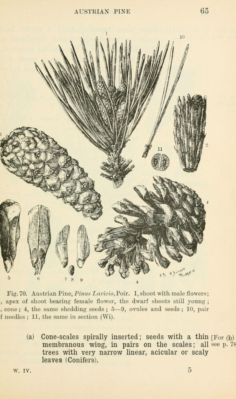 AUSTRIAN PINE 55 ^ «>Nw* Fig. 70. Austrian Pine, Pinus Laricio,Poir. 1, shoot with male flowers; , apex of shoot bearing female flower, the dwarf shoots still young ; , cone; 4, the same shedding seeds ; 5—-9, ovules and seeds; 10, pair f needles ; 11, the same in section (Wi). (a) Cone-scales spirally inserted; seeds with a thin [For (h) membranous wing, in pairs on the scales; all see p. 76 trees with very narrow linear, acicular or scaly leaves (Conifers).