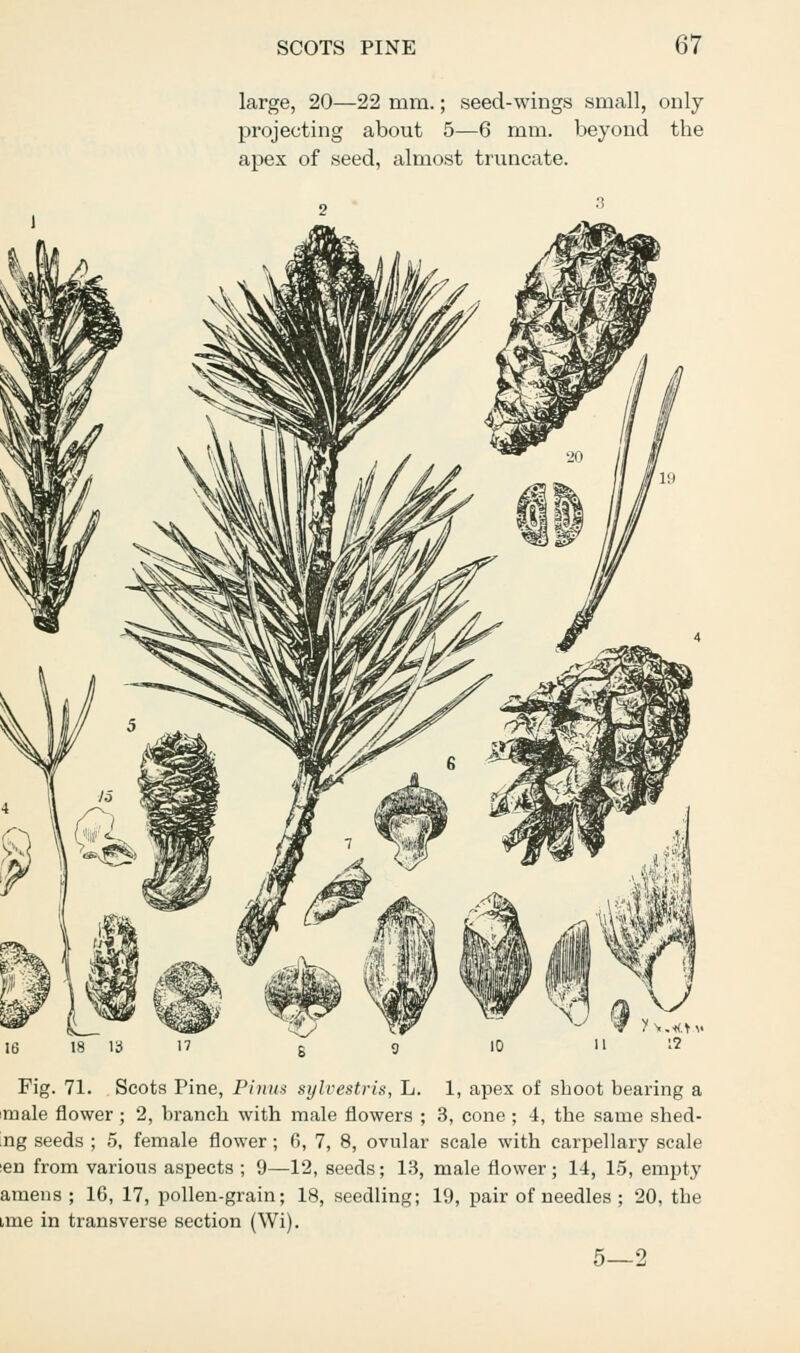 large, 20—22 mm.; seed-wings small, only- projecting about 5—6 mm. beyond the apex of seed, almost truncate. 18 13 Fig. 71. Scots Pine, Pinus sylvestris, L. 1, apex of shoot bearing a male flower; 2, branch with male flowers ; 3, cone ; 4, the same shed- ^ng seeds ; 5, female flower; 6, 7, 8, ovular scale with carpellary scale :en from various aspects ; 9—12, seeds; 13, male flower; 14, 15, empty amens ; 16, 17, pollen-grain; 18, seedling; 19, pair of needles ; 20, the ime in transverse section (Wi). 5—2