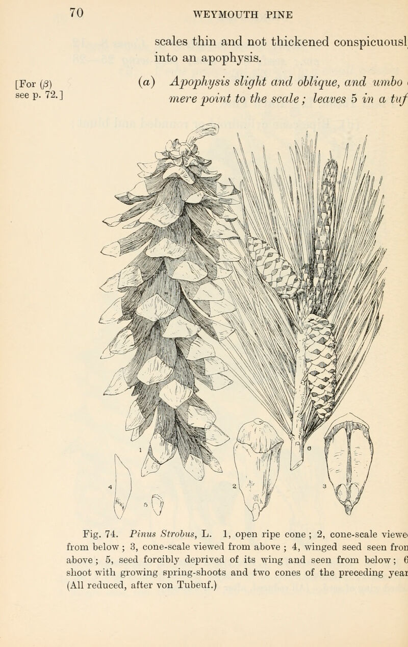 [For (/3) see p. 72.] scales thin and not thickened conspicuousl into an apophysis. (a) Apophysis slight and oblique, and umbo < mere point to the scale; leaves 5 in a tuj Fig. 74. Pinus Strobus, L. 1, open ripe cone ; 2, cone-scale viewe from below; 3, cone-scale viewed from above ; 4, winged seed seen fror above; 5, seed forcibly deprived of its wing and seen from below; 6 shoot with growing spring-shoots and two cones of the preceding year (All reduced, after von Tubeuf.)