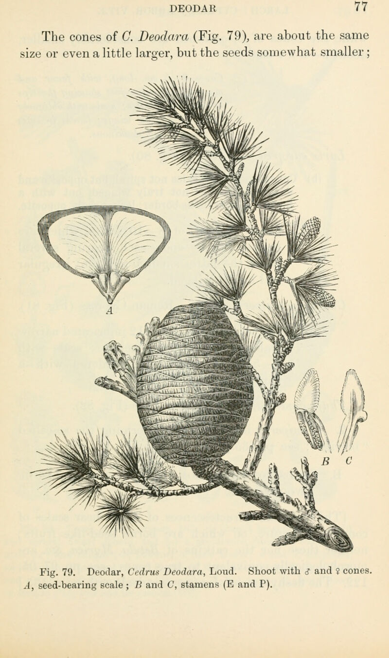 The cones of 0. Deodara (Fig. 79), are about the same size or even a little larger, but the seeds somewhat smaller; 'Bl Fig. 79. Deodar, Cedrus Deodara, Loud. Shoot with s and ? cones. A, seed-bearing scale; B and C, stamens (E and P).