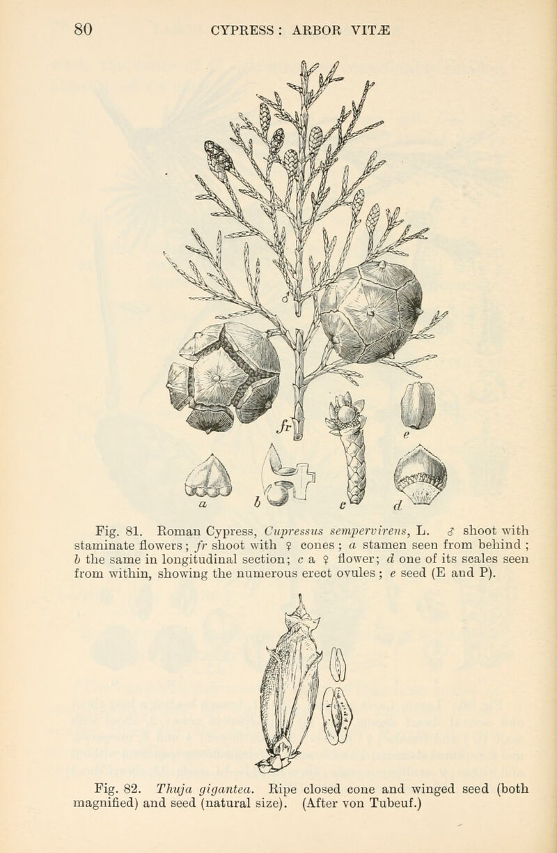 Fig. 81. Roman Cypress, Cupressus sempervirens, L. <? shoot with staminate flowers ; fr shoot with ? cones ; a stamen seen from behind ; b the same in longitudinal section; c a ? flower; d one of its scales seen from within, showing the numerous erect ovules; e seed (E and P). Fig. 82. Thuja gigantea. Ripe closed cone and winged seed (both magnified) and seed (natural size). (After von Tubeuf.)