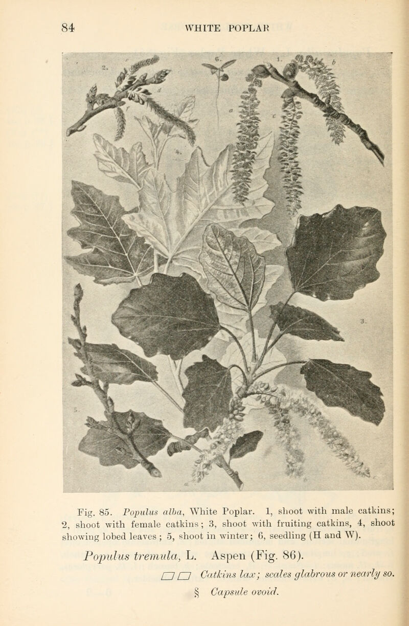 Fig. 85. Populus alba, White Poplar. 1, shoot with male catkins; 2, shoot with female catkins; 3, shoot with fruiting catkins, 4, shoot showing lobed leaves ; 5, shoot in winter; 6, seedling (H and W). Populus tremula, L. Aspen (Fig. 86). O O Catkins lax; scales glabrous or nearly so. § Capsule ovoid.