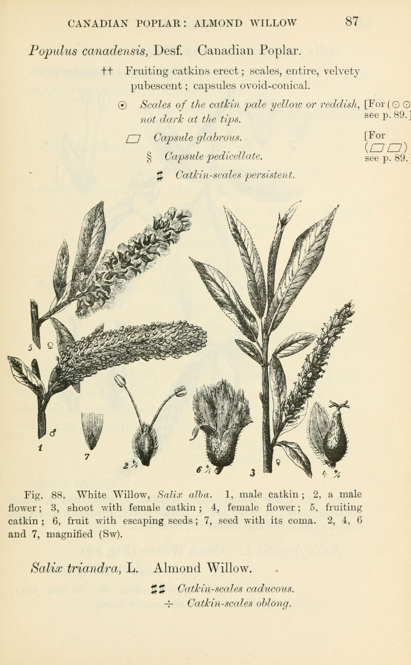 Populus canadensis, Desf. Canadian Poplar. ft Fruiting catkins erect; scales, entire, velvety pubescent; capsules ovoid-conical. © Scales of the catkin pale yellow or reddish, [For(o © not dark at the tips. see P*89-- l~l Capsule glabrous. [For < n i i- m (OZ=7) § Capsule pedicellate. see p. 89. % Catkin-scales persistent. Fig. 88. White Willow, Salix alba. 1, male catkin; 2, a male flower; 3, shoot with female catkin; 4, female flower; 5, fruiting catkin ; 6, fruit with escaping seeds; 7, seed with its coma. 2, 4, 6 and 7, magnified (Sw). Salix triandra, L. Almond Willow. $3 Catkin-scales caducous. ■— Catkin-scales oblong.