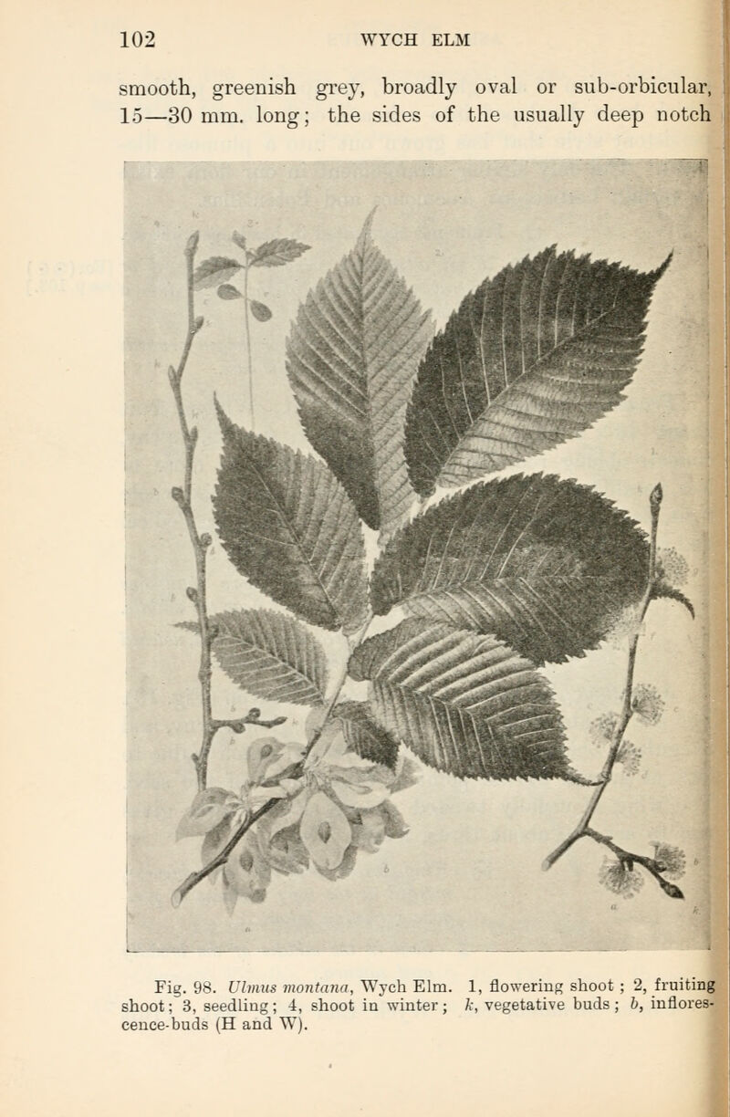 smooth, greenish grey, broadly oval or sub-orbicular, 15—30 mm. long; the sides of the usually deep notch Fig. 98. Ulmus montana, Wych Elm. 1, flowering shoot ; 2, fruiting shoot; 3, seedling ; 4, shoot in winter ; A-, vegetative buds ; b, inflores- cence-buds (H and W).