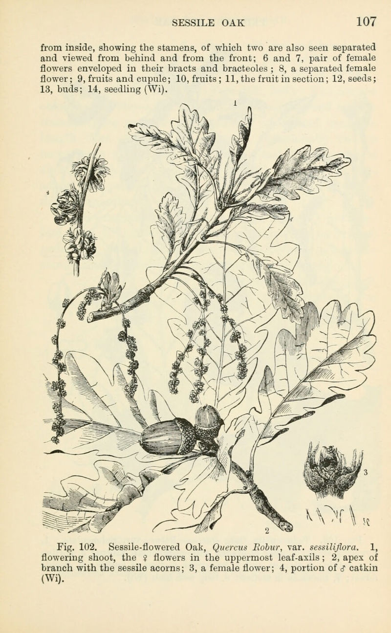 from inside, showing the stamens, of which two are also seen separated and viewed from behind and from the front; 6 and 7, pair of female flowers enveloped in their bracts and bracteoles ; 8, a separated female flower; 9, fruits and cupule; 10, fruits; 11, the fruit in section; 12, seeds; 13, buds; 14, seedling (Wi). Fig. 102. Sessile-flowered Oak, Quercus Eobur, var. sessiliflora. 1, flowering shoot, the ? flowers in the uppermost leaf-axils; 2, apex of branch with the sessile acorns; 3, a female flower; 4, portion of <? catkin (Wi).