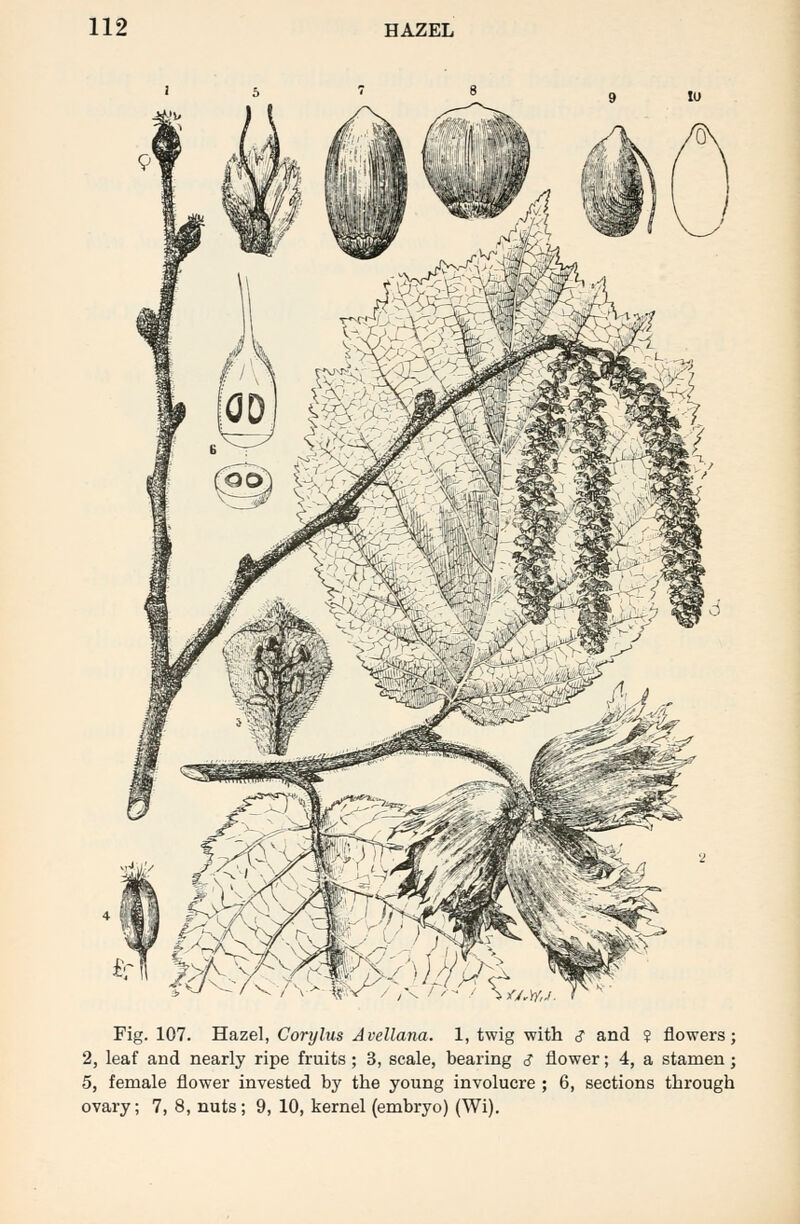 Fig. 107. Hazel, Corylus Avellana. 1, twig with <? and ? flowers; 2, leaf and nearly ripe fruits; 3, scale, bearing i flower; 4, a stamen; 5, female flower invested by the young involucre ; 6, sections through ovary; 7, 8, nuts; 9, 10, kernel (embryo) (Wi).