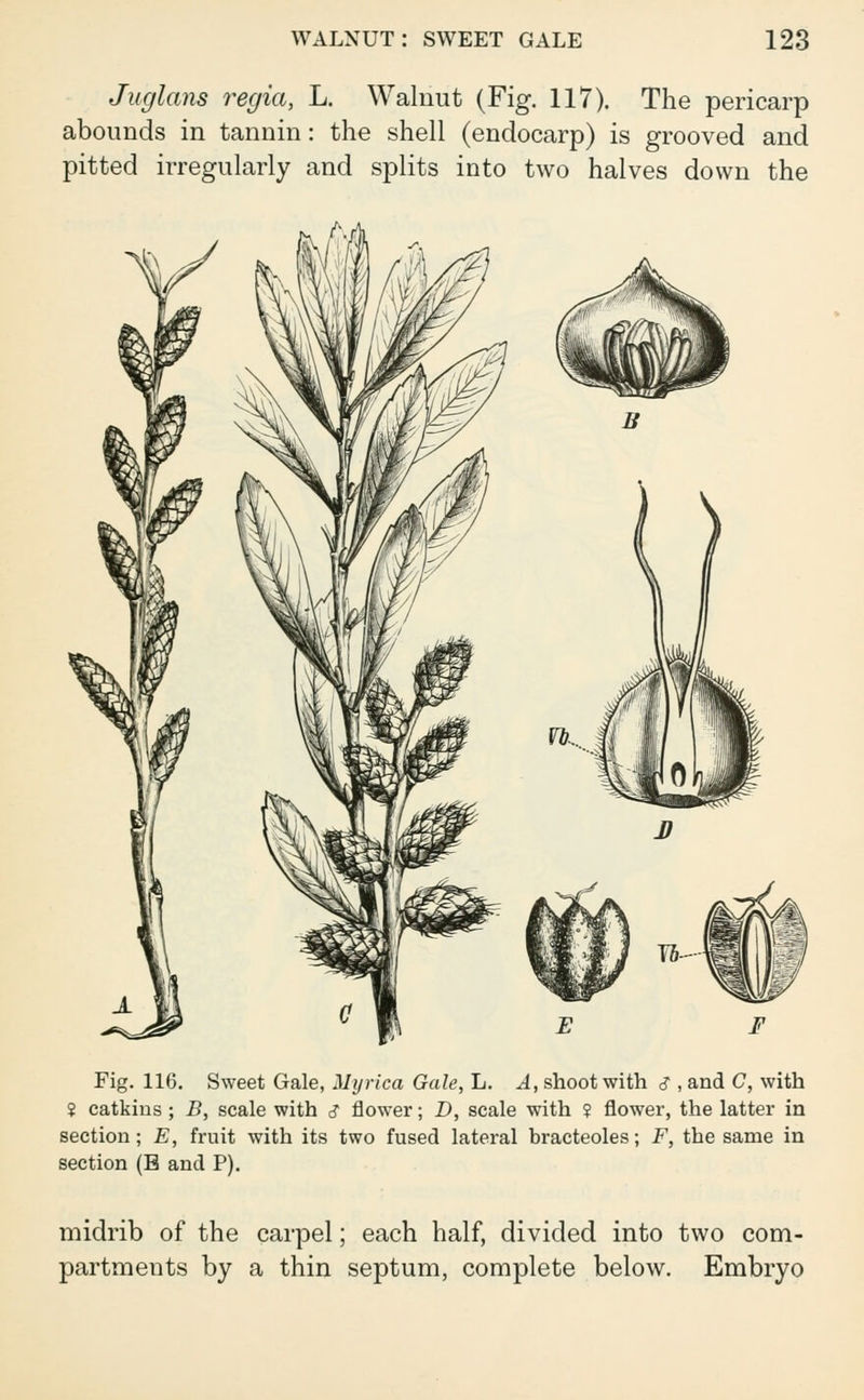 Juglans regia, L. Walnut (Fig. 117). The pericarp abounds in tannin: the shell (endocarp) is grooved and pitted irregularly and splits into two halves down the Fig. 116. Sweet Gale, Myrica Gale, L. A, shoot with s, and C, with ? catkins ; B, scale with £ flower; D, scale with ? flower, the latter in section; E, fruit with its two fused lateral bracteoles; F, the same in section (B and P). midrib of the carpel; each half, divided into two com- partments by a thin septum, complete below. Embryo