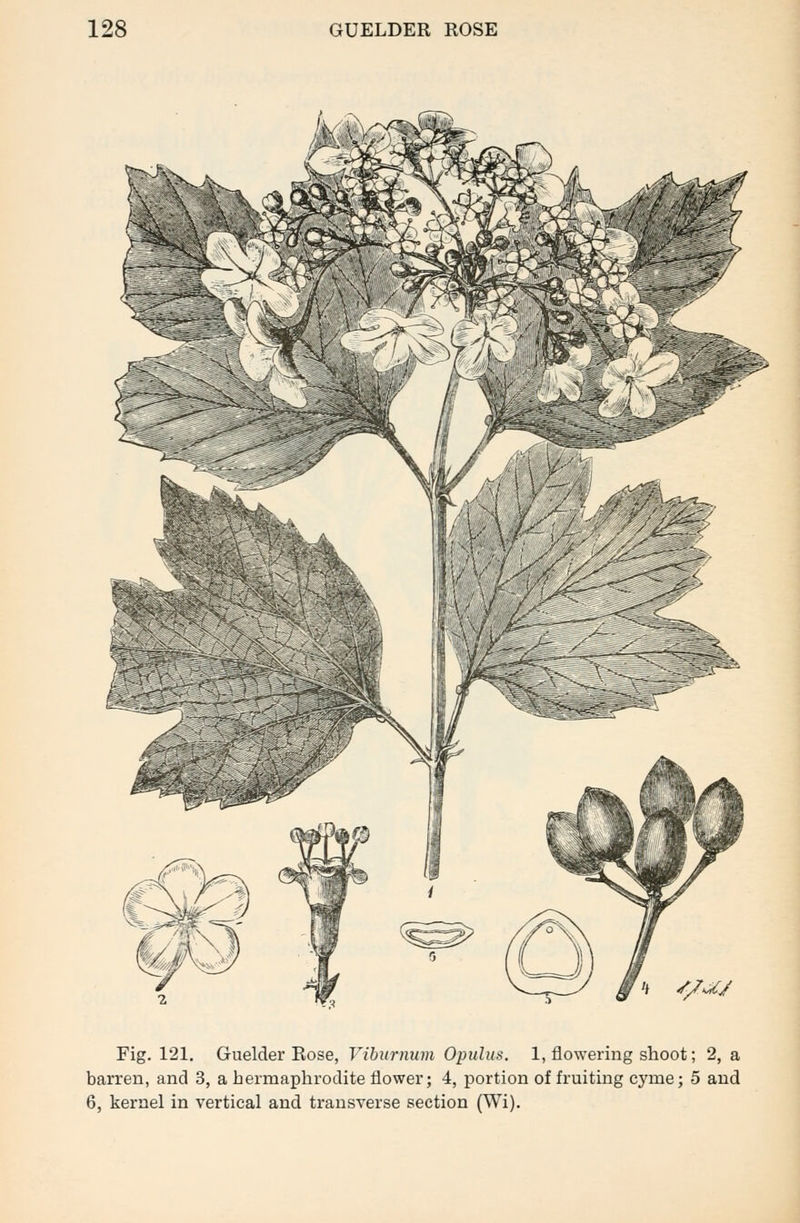 h //a/ Fig. 121. Guelder Rose, Viburnum Opulits. 1, flowering shoot; 2, a barren, and 3, a hermaphrodite flower; 4, portion of fruiting cyme; 5 and 6, kernel in vertical and transverse section (Wi).