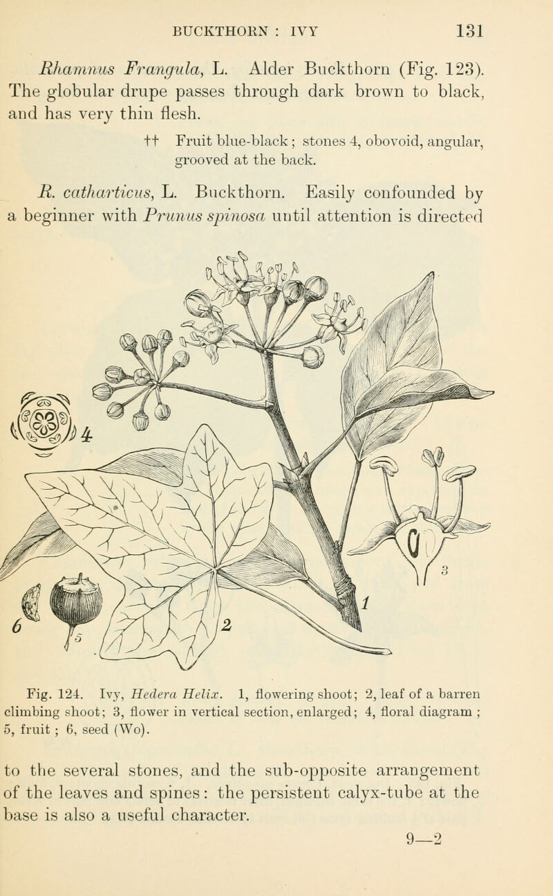 Rhamnus Frangula, L. Alder Buckthorn (Fig. 123). The globular drupe passes through dark brown to black, and has very thin flesh. tt Fruit blue-black; stones 4, obovoid, angular, grooved at the back. R. catharticus, L. Buckthorn. Easily confounded by a beginner with Primus spinosa until attention is directed Fig. 124. Ivy, Hedera Helix. 1, flowering shoot; 2, leaf of a barren climbing shoot; 3, flower in vertical section, enlarged; 4, floral diagram ; 5, fruit ; 6, seed (Wo). to the several stones, and the sub-opposite arrangement of the leaves and spines: the persistent calyx-tube at the base is also a useful character. 9—2