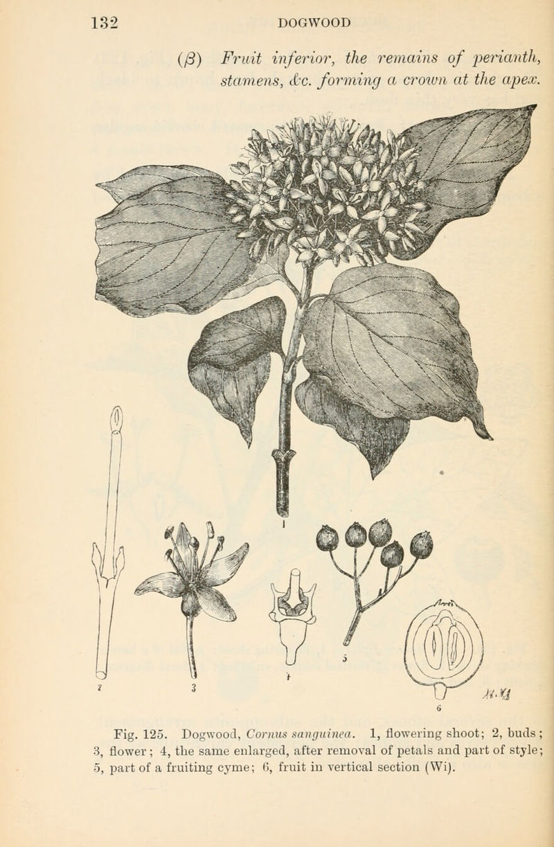 (/3) Fruit inferior, the remains of perianth, stamens, tlx. forming a crown at the apex. Fig. 125. Dogwood, Cornus sanguinea. 1, flowering shoot; 2, buds ; 3, flower; 4, the same enlarged, after removal of petals and part of style; 5, part of a fruiting cyme; 6, fruit in vertical section (Wi).