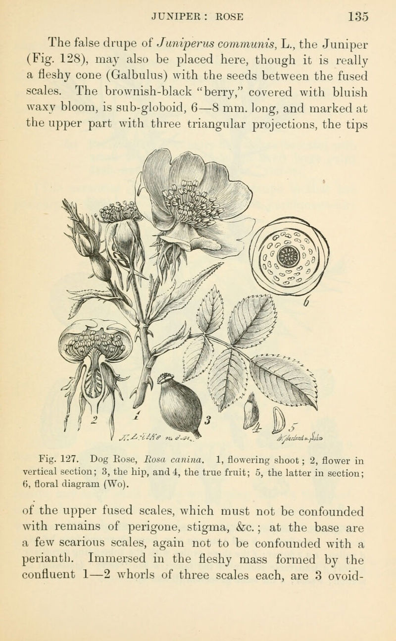 The false drupe of Jimiperus communis, L., the Juniper (Fig. 128), may also be placed here, though it is really a fleshy cone (Galbulus) with the seeds between the fused scales. The brownish-black berry, covered with bluish waxy bloom, is sub-globoid, 6—8 mm. long, and marked at the upper part with three triangular projections, the tips Jiylltrdl,vla.pjj> Fig. 127. Dog Rose, Rosa canina. 1, flowering shoot; 2, flower in vertical section; 3, the hip, and 4, the true fruit; 5, the latter in section; 0, floral diagram (Wo). of the upper fused scales, which must not be confounded with remains of perigone, stigma, &c.; at the base are a few scarious scales, again not to be confounded with a perianth. Immersed in the fleshy mass formed by the confluent 1—2 whorls of three scales each, are 3 ovoid-