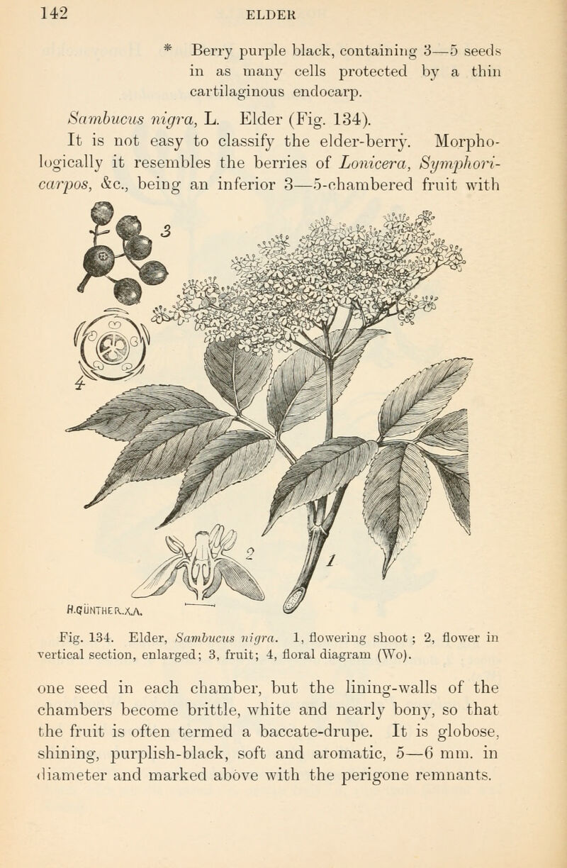 * Berry purple black, containing 3—5 seeds in as many cells protected by a thin cartilaginous endocarp. Sambucus nigra, L. Elder (Fig. 134). It is not easy to classify the elder-berry. Morpho- logically it resembles the berries of Lonicera, Symphori- carpos, &c, beiDg an inferior 3—5-ehambered fruit with H.GUNTHER..XA Fig. 134. Elder, Sambucus nigra. 1, flowering shoot ; 2, flower in vertical section, enlarged; 3, fruit; 4, floral diagram (Wo). one seed in each chamber, but the lining-walls of the chambers become brittle, white and nearly bony, so that the fruit is often termed a baccate-drupe. It is globose, shining, purplish-black, soft and aromatic, 5—6 mm. in diameter and marked above with the perigone remnants.