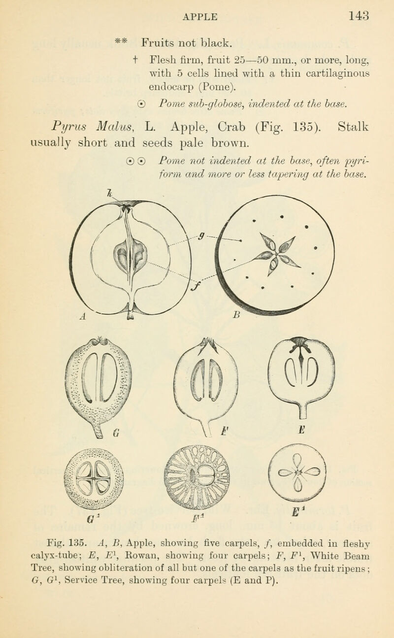 ** Fruits not black. t Flesh firm, fruit 25—50 mm., or more, long, with 5 cells lined with a thin cartilaginous endocarp (Pome). © Pome sub-globose, indented at the base. Pyrus Mains, L. Apple, Crab (Fig. 135). Stalk usually short and seeds pale brown. © ® Pome not indented at the base, often piri- form and more or less tapering at the base, I Fig. 135. A, B, Apple, showing five carpels, /, embedded in fleshy calyx-tube; E, E1, Kowan, showing four carpels; F, Fl, White Beam Tree, showing obliteration of all but one of the carpels as the fruit ripens ; G, Gl, Service Tree, showing four carpels (E and P).