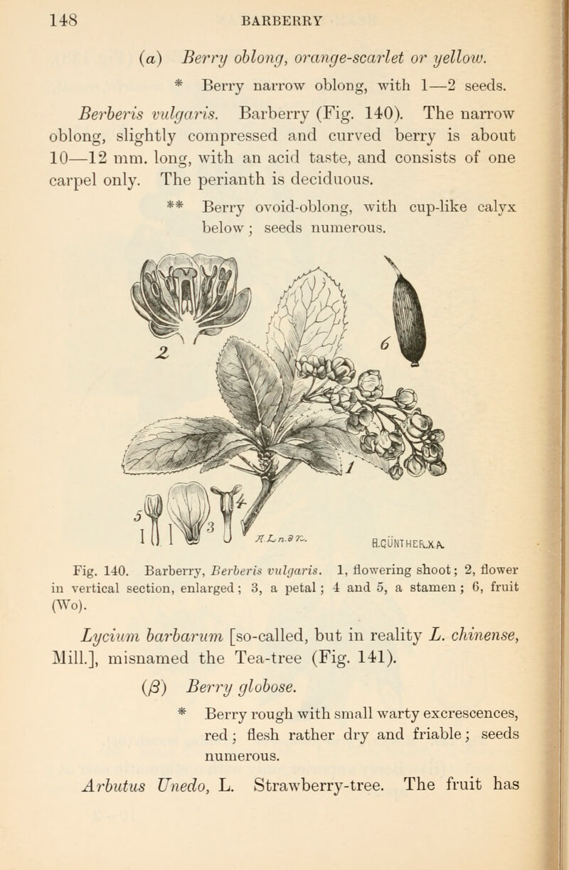 (a) Berry oblong, orange-scarlet or yellow. * Berry narrow oblong, with 1—2 seeds. Berberis vulgaris. Barberry (Fig. 140). The narrow oblong, slightly compressed and curved berry is about 10—12 mm. long, with an acid taste, and consists of one carpel only. The perianth is deciduous. ** Berry ovoid-oblong, with cup-like calyx below; seeds numerous. H.GUNTHEfOtA. Fig. 140. Barberry, Berberis vulgaris. 1, flowering shoot; 2, flower in vertical section, enlarged; 3, a petal; 4 and 5, a stamen ; 6, fruit (Wo). Lycium barbarum [so-called, but in reality L. chinense, Mill.], misnamed the Tea-tree (Fig. 141). (/?) Berry globose. * Berry rough with small warty excrescences, red; flesh rather dry and friable; seeds numerous. Arbutus Unedo, L. Strawberry-tree. The fruit has