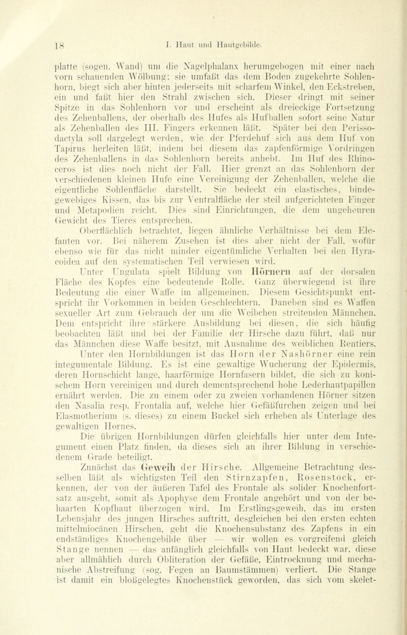 platte (sogen. Wand) iiiii die Xagelphalanx lieriiingebogen mit einer nach vorn schauenden Wölbung; sie umfaßt das dem Boden zugekehrte Sohlen- horn, biegt sich aber hinten jederseits mit scharfem Winkel, den Eckstreben, ein unfl faßt hier den Strahl zwischen sich. Dieser dringt mit seiner Spitze in das Sohlenhorn vor und erscheint als dreieckige Fortsetzung des Zehenballens, der olierhalb des Hufes als Hufljallen sofort seine Xatur als Zehenl)allen des III. Fingers erkennen läßt. Später bei den Perisso- dactyla soll dargelegt werden, wie der Pferdehuf sich aus dem Huf von Tapirus herleiten läßt, indem l)ei diesem das zapfenförmige A'ordringen des Zehenballens in das Sohlenhorn bereits anhebt. Im Huf des Rhino- ceros ist dies noch nicht der Fall. Hier grenzt an das Sohlenhorn der verschiedenen kleinen Hufe eine ^'ereinigung der Zehenballen, welche die eigentliche Sohlendäche darstellt. Sie bedeckt ein elastisches, binde- gewebiges Kissen, das bis zur Ventralfläche der steil aufgerichteten Finger und Metapodien reicht. Dies sind Einrichtungen, die dem ungeheuren Gewicht des Tieres entsprechen. Oberflächlich betrachtet, liegen ähnliche ^'erhältnisse bei dem Ele- fanten vor. Bei näherem Zusehen ist dies aber nicht der Fall, wofür ebenso wie für das nicht minder eigentümliche Verhalten bei den Hyra- coidea auf den systematischen Teil verwiesen wird. Unter Ungulata spielt Bildung von Hörnern auf der dorsalen Fläche des Kopfes eine bedeutende Rolle, (ianz überwiegend ist ihre Bedeutung die einer WaÖe im allgemeinen. Diesem Gesichtspunkt ent- spricht ihr Vorkommen in beiden Geschlechtern. Daneben sind es Waffen sexueller Art zum Gebrauch der um die Weibchen streitenden Männchen. Dem entspricht ihre stärkere Ausbildung bei diesen, die sich häuflg beoljacliten läßt und bei der Familie der Hirsche dazu führt, daß nur das Männchen diese Waft'e besitzt, mit Ausnahme des weiblichen Rentiers. Unter den Hornbildungen ist das Hörn der Nashörner eine rein integumentale Bildung. Es ist eine gewaltige Wucherung der Epidermis, deren Hornschicht lange, haarförmige Hornfasern bildet, die sich zu koni- schem Hörn vereinigen und durch dementsprechend hohe Lederhautpapillen ernährt werden. Die zu eniem oder zu zweien vorhandenen Hörner sitzen den Xasalia resp. FrontaUa auf, welche hier Gefäßfurchen zeigen und bei Elasmotherium (s. dieses) zu einem Buckel sich erheben als Unterlage des gewaltigen Hernes. Die übrigen Hornbildungen dürfen gleichfalls hier unter dem Inte- gument einen Platz linden, da dieses sich an ihrer Bildung in vei'schie- denem Grade beteiligt. Zunächst das Geweih der Hirsche. Allgemeine Betrachtung des- selben läßt als wichtigsten Teil den Stirnzapfen, Rosenstock, er- kennen, der von der äußeren Tafel des Frontale als solider Knochenfort- satz ausgeht, somit als Apophyse dem Frontale angehört und von der be- haarten Kopfhaut überzogen wird. Im Erstlingsgeweih, das im ersten Lebensjahr des jungen Hirsches auftritt, desgleichen bei den ersten echten mittelmiocänen Hirschen, geht die Knochensubstanz des Zapfens in ein endständiges Knochengebilde über — wir wollen es vorgreifend gleich Stange nennen — das anfänglich gleichfalls von Haut bedeckt war. diese aber allmählich durch Obliteration der Gefäße. Eintrocknung und mecha- nische Aljstreifung (sog. liegen an Baumstämmen) verlieit. Die Stange ist damit ein bloßgelegtes Knochenstück geworden, das sich vom skelet-