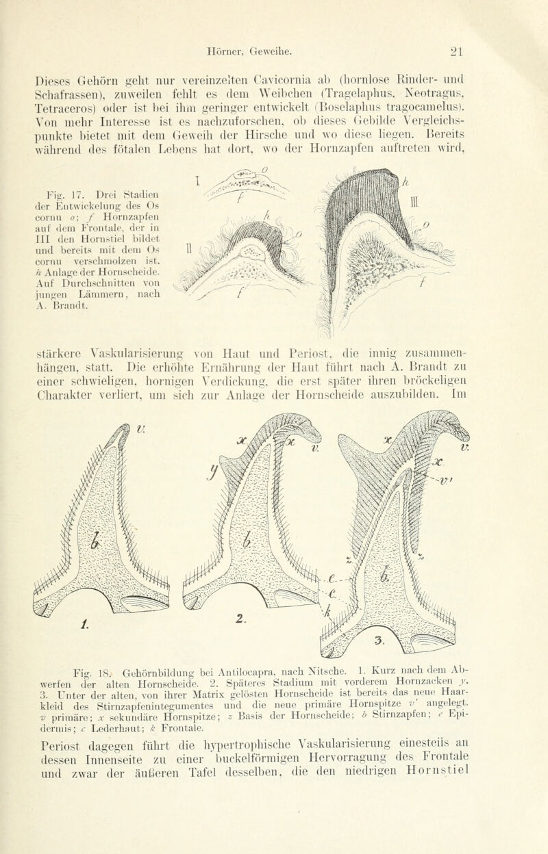 Dieses Gehörn geht nur vereinzelten Cavicornia ab (liornlose Rinder- und Schafrassen), zuweilen fehlt es dem Weibchen (Tragelaphus. Neotragus, Tetraceros) oder ist bei ihm geringer entwickelt (Boselaphus tragocamelus). Von mehr Interesse ist es nachzuforschen, ob dieses Gebilde Vergieichs- puidvte bietet mit dem Geweih der Hirsche und wo diese liegen. Bereits während des fötalen Lebens hat dort, wo der Hornzapfen auftreten wird, Fig. ]7. Drei Stadien der Eiitwickelung des Os cornu o; f Hornzapfen auf dem Frontale, der in III den Hornstiol bildet und bereits mit dem Os cornu verschmolzen ist. h Anlage der Hornsclieide. Auf Durchschnitten von jungen Länmiern, nach A. Brandt. stärkere Vaskularisieiung von Haut und Periost, die innig zusammen- hängen, statt. Die erluihte Ernährung der Haut führt nach A. Brandt zu einer schwieligen, hornigen Verdickung, die erst später ihren l)röckeligen Charakter verliert, um sich zur Anlage der Hornscheide auszubilden. Im Fig. 18. Gehörnbildung bei Antilocapra, nach Nitsche. 1. Kurz nach dem Ab- werfen der alten Hornscheide. 2. Späteres Stadium mit vorderem Hornzackeii y. 3. Unter der alten, von ihrer Matrix gelösten Hornscheide ist bereits das neue Haar- kleid des Stirnzapfenintegumentes und die neue primäre Hornspitze v' angelegt. V primäre; x sekundäre Hornspitze; z Basis der Hornscheide; b Stirnzapfen; e Epi- dermis; c Lederhaut; k Frontale. Periost dagegen führt die hypertrophische Vaskularisierung einesteils an dessen Innenseite zu einer buckeiförmigen Hervorragung des Frontale und zwar der äußeren Tafel desselben, die den niedrigen Hörn stiel