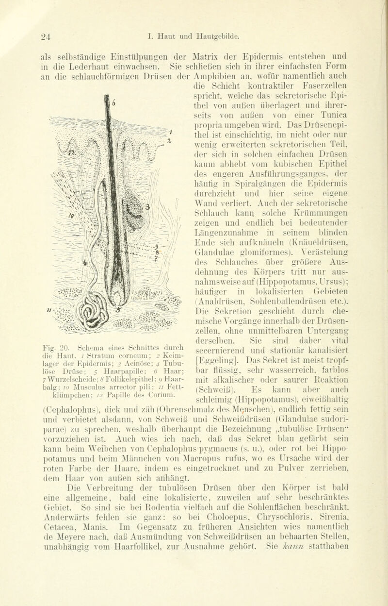 als selbständige Einstülpungen der Matrix der Epidermis entstehen und in die Lederhaut einwachsen. Sie schließen sich in ihrer einfachsten Form an die schlauchförmigen Drüsen der Amphiliien an. wofür namentlich auch die Schicht kontraktiler Faserzellen spricht, Avelche das sekretorische Ejji- thel von außen überlagert und ihrer- seits von außen von einer Tunica propria umgeben wird. Das Drüsenepi- thel ist einschichtig, im nicht oder nur wenig erweiterten sekretorischen Teil, der sich in solchen einfachen Drüsen kaum abhebt vom kubischen Epithel des engeren Ausführungsganges, der häufig in Spiralgängen die Epidermis durchzieht und hier seine eigene AVand verliert. Auch der sekretorische Schlauch kann solche Krümmungen zeigen und endlich bei bedeutender Längenzunahme in seinem blinden Ende sich aufknäueln (Knäueldrüsen, Glandulae glomiformes). Verästelung des Schlauches über größere Aus- dehnung des Körpers tritt nur aus- nahmsweise auf (Hippopotamus, I'rsus); häutiger in lokalisierten Gebieten (Analdrüsen, Sohlenballendrüsen etc.). Die Sekretion geschieht durch che- mische Vorgänge innerhalb der Drüsen- zellen, ohne unmittelbaren L^ntergang derselben. Sie sind daher vital secernierend und stationär kanalisiert [Eggeling]. Das Sekret ist meist tropf- bar flüssig, sehr wasserreich, farblos mit alkalischer oder saurer Reaktion (Schweiß). Es kann aber auch schleimig (Hii)popotamus). eiweißhaltig (Cephalophus), dick und zäh (Ohrenschmalz des Me,nschen i. endlich fettig sein und verbietet alsdann, von Schweiß und Schweißdrüsen ((ilandulae sudori- parae) zu sprechen, weshalb überhaupt die Bezeichnung ,.tubulöse Drüsen vorzuziehen ist. Auch wies ich nach, daß das Sekret blau gefärbt sein kann beim Weibchen von Cephalophus pygmaeus (s. u.), oder rot bei Hippo- potamus und Ijeim ^Männchen von Macropus rufus, wo es Ursache wird der roten Farbe der Haare, indem es eingetrocknet und zu Pulver zerrieben, dem Haar von außen sich anhängt. Die Verbreitung der tubulösen Drüsen über den Körper ist bald eine allgemeine, bald eine lokalisierte, zuweilen auf sehr beschränktes (Tebiet. So sind sie bei Rodentia vielfach auf die Sohlentiächen beschränkt. Anderwärts fehlen sie ganz: so bei Choloepus. Chrvsochloris. Sirenia. Cetacea. Manis. Ln Gegensatz zu früheren Ansichten wies namentlicli de Mevere nach, daß Ausmündung von Schweißdrüsen an behaarten Stellen, -:^^<^ Fig. 20. Schema eines Schnittes durch die Haut. / Stratum corneum; 2 Keim- lager der Epidermis; 3 Acinöse; 4 Tubu- löse Drüse; j Haarpapille; 6 Haar; 7 Wurzel scheide; 8 Follikelepithel; 9 Haar- balg; 10 Musculus arrector pili; // Fett- klümpcheu; 12 Papille des Corium. unal)hängig vom Haarfollikel, zur Ausnahme gehört. Sie kann statthaben