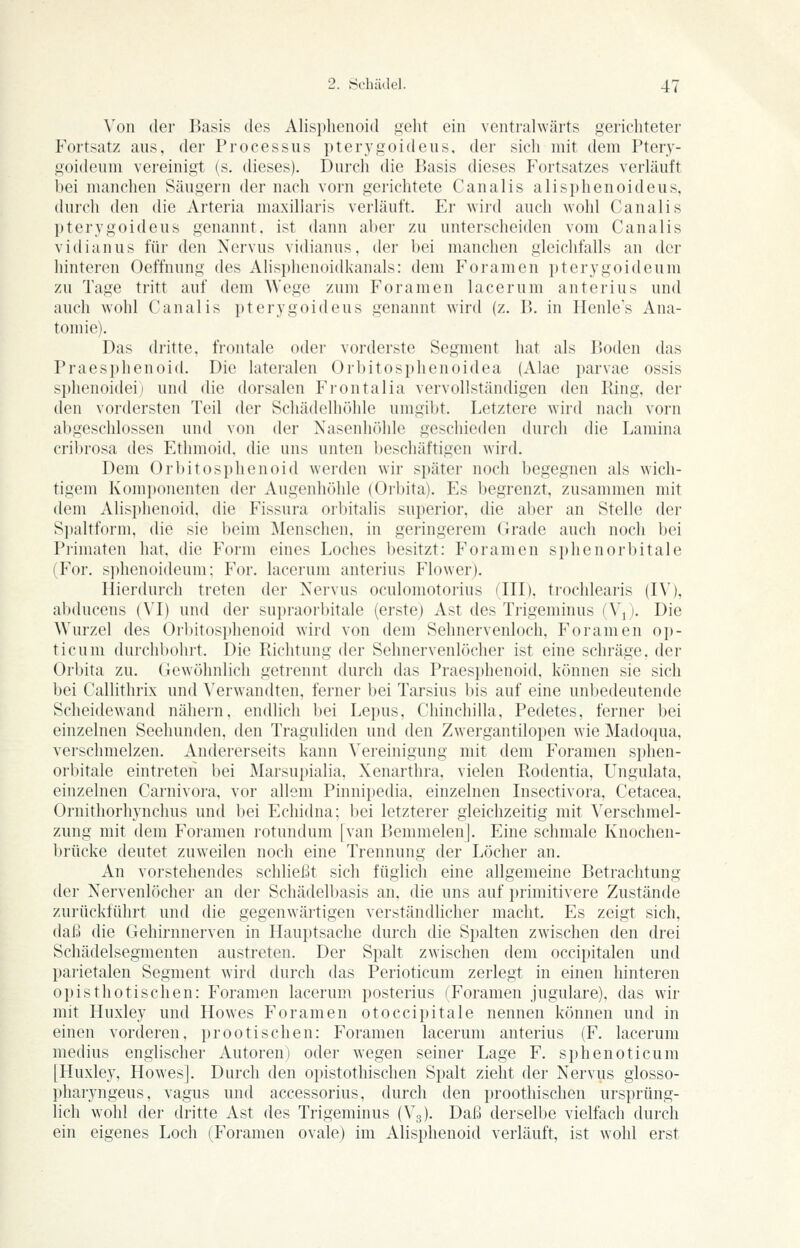 Von der Basis des Alisplienoid geht ein ventralwärts gerichteter Fortsatz aus, der Processus pterygoideus, der sich mit dem Pterv- goideum vereinigt (s. dieses). Durch die Basis dieses P'ortsatzes verläuft bei manchen Säugern der nach vorn gerichtete Canalis alisphenoideus, durch den die Arteria maxillaris verläuft. Er wird auch wohl Canalis pterygoideus genannt, ist dann aber zu unterscheiden vom Canalis vidianus für den Nervus vidianus, der bei manchen gleichfalls an der hinteren Oeffnung des Alisi)lienoidkanals: dem Foramen pterygoideum zu Tage tritt auf dem Wege zum Foramen lacerum anterius und auch wohl Canalis pterygoideus genannt wird (z. B. in Heule's Ana- tomie). Das dritte, frontale oder vorderste Segment hat als Boden das Praesphenoid. Die lateralen Orbitosphenoidea (Alae parvae ossis si)henoideij und die dorsalen Fi'ontalia vervollständigen den Ring, der den vordersten Teil der Schädelhöhle umgibt. Letztere wird nach vorn abgeschlossen und von der Nasenhöhle geschieden durch die Laniina cribrosa des Ethmoid, die uns unten l)eschäftigen wird. Dem Orbitosphenoid werden wir später noch begegnen als wich- tigem Kom])()nenten der Augenhöhle (Orbita). Es begrenzt, zusammen mit dem Alisplienoid, die Fissura orbitalis superior, die aber an Stelle der Sjjaltform, die sie beim Menschen, in geringerem Grade auch noch bei Primaten hat, die Form eines Loches besitzt: Foramen sphenorbitale (For. s])hen()ideum; For. lacerum anterius Flower). Hierdurch treten der Nervus oculomotorius (HI), trochlearis (l\), abducens (M) und der supraorbitale (erste) Ast des Trigeminus (Vj. Die Wurzel des Orbitosjjhenoid wird von dem Sehnervenloch, Foramen op- ticum durchbohrt. Die Richtung der Sehnervenlöcher ist eine schräge, der Orbita zu. Gewöhnlich getrennt durch das Praesphenoid, können sie sich bei Callithrix und Verwandten, ferner bei Tarsius bis auf eine un1)edeutende Scheidewand nähern, endlich bei Lepus, Chinchilla, Pedetes, ferner bei einzelnen Seehunden, den Traguliden und den Zwergantilopen wie Madoqua, verschmelzen. Andererseits kann \^ereinigung mit dem Foramen sphen- orbitale eintreten bei Marsupialia, Xenarthra, vielen Rodentia, Ungulata, einzelnen Carnivora, vor allem Pinnipedia, einzelnen Insectivora, Cetacea, Ornithorhynchus und bei Echidna; bei letzterer gleichzeitig mit Verschmel- zung mit dem Foi-amen rotundum [van Bemmelen]. Eine schmale Knochen- brücke deutet zuweilen noch eine Trennung der Löcher an. An vorstehendes schließt sich füglich eine allgemeine Betrachtung der Nervenlöcher an dei- Schädelbasis an, die uns auf primitivere Zustände zurückführt und die gegenwärtigen verständlicher macht. Es zeigt sich, daß die Gehirnnerven in Hauptsache durch die Spalten zwischen den drei Schädelsegmenten austreten. Der Spalt zwischen dem occipitalen und parietalen Segment wird durch das Perioticum zerlegt in einen hinteren opisthotischen: Foramen lacerum posterius (Foramen jugulare), das wir mit Huxley und Howes Foramen otoccipitale nennen können und in einen vorderen, prootischen: Foramen lacerum anterius (F. lacerum medius englischer Autoren) oder wegen seiner Lage F. sphenoticum [Huxley, Howes]. Durch den opistothischen Spalt zieht der Nervus glosso- pharyngeus, vagus und accessorius, durch den proothischen ursprüng- lich wohl der dritte Ast des Trigeminus (V3). Daß derselbe vielfach durch ein eigenes Loch (Foramen ovale) im Alisplienoid verläuft, ist wohl erst