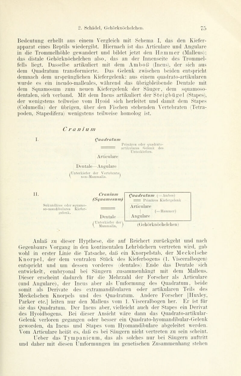 Bedeutung erhellt aus einem ^'el•gleicll mit Schema I, das den Kiefei- apparat eines Rei)tils wiedergibt. Hiernach ist das Articulare und Angulare in die Trommelhöhle gewandert und bildet jetzt den Hammer (Malleus): das distale (Tehihknöchelchen also, das an der Innenseite des Trommel- fells liegt, Dassell)e artikuliert mit dem Amboß (Incns). der sich aus dem Quadratum transformierte. Das Gelenk zwischen beiden entspricht demnach dem ursprünglichen Kiefergelenk: aus einem (luatlrato-artikularen wurde es ein incudo-malleales, während das übrigbleibende Dentale mit dem Squamosum zum neuen Kiefergelenk der Säuger, dem squamoso- dentalen, sich verband. Mit dem Incus artikuliert der Steigbügel (Stapes), der wenigstens teilweise vom Hyoid sich herleitet und damit dem Stapes (Columella) der übrigen, über den Fischen stehenden ^'ertebraten (Tetra- l)0(len, Stapedifera) wenigstens teilweise homolog ist. C r a u i u in Cu ad rat um Primäres oder quadrato- artikulares Golenk des Unterkiefers. Articulare : Dentale^—Angulare : /Unterkiefer der Vertebrata\ \ non-JIanimalia. / II. Sekundäres oder squanio- so-iuandibulares Kiofer- gelenk. Craniuni (Sq II am osii m) Dentale /Unterkiefer der\ \ Mammalia. / Quadratum ^—Ambos) ^1= Primäres Kiefergelenk Articulare; I : (= Hammer) : Angulare : (Gehörknöchelchen) Anlaß zu dieser Hypthese, die auf Reichert zurückgeht und nach Gegenbaurs Vorgang in den kontinentalen Lehrbüchern vertreten wird, gab wohl in erster Linie die Tatsache, daß ein Knorpelstab, der M ecke Ische Knorpel, der dem ventralen Stück des Kieferbogens (1. Visceralbogen) entspricht und um dessen vorderes (dentales) Ende das Dentale sich entwickelt, embryonal bei Säugern zusammenhängt mit dem Malleus. Dieser erscheint dadurch für die Mehrzahl der Forscher als Articulare (und Angulare), der Incus aber als Umformung des Quadratum, beide somit als Derivate des extramandibularen oder artikularen Teils des Meckelschen Knorpels und des Quadratum. Andere Forscher [Huxley, Parker etc.] leiten nur den Malleus vom 1. Visceralbogen her. Er ist für sie das Quadratum. Der Incus aber, vielleicht auch der Stapes ein Derivat des Hyoidbogens. Bei dieser Ansicht wäre dann das Quadrato-artikular- Gelenk verloren gegangen oder besser ein Quadrato-hyomandibular-Gelenk geworden, da Incus und Stapes vom Hyomandil)ulare abgeleitet werden. \'om Articulare heißt es, daß es bei Säugern nicht vertreten zu sein scheint. üeber das Tympanicum, das als solches nur bei Säugern auftritt und daher mit diesen Umformungen im genetischen Zusammenhang stehen