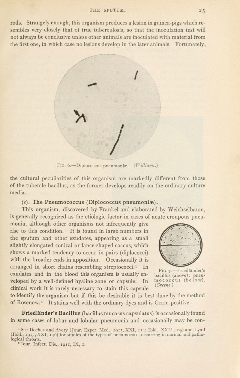 rods. Strangely enough, this organism produces a lesion in guinea-pigs which re- sembles very closely that of true tuberculosis, so that the inoculation test will not always be conclusive unless other animals are inoculated with material from the first one, in which case no lesions develop in the later animals. Fortunately, / >^ # / Fig. 6.—Diplococcus pneumoniae. (Williams.) the cultural peculiarities of this organism are markedly different from those of the tubercle bacillus, as the former develops readily on the ordinary culture media. (e). The Pneimiococcus (Diplococcus pneumoniae). This organism, discovered by Friinkel and elaborated by Weichselbaum, is generally recognized as the etiologic factor in cases of acute croupous pneu- monia, although other organisms not infrequently give rise to this condition. It is found in large numbers in the sputum and other exudates, appearing as a small slightly elongated conical or lance-shaped coccus, which shows a marked tendency to occur in pairs (diplococci) with the broader ends in apposition. Occasionally it is arranged in short chains resembling streptococci. ^ In exudates and in the blood this organism is usually en- veloped by a well-defined hyaline zone or capsule. In clinical work it is rarely necessary to stain this capsule to identify the organism but if this be desirable it is best done by the method of Rosenow.2 It stains well with the ordinary dyes and is Gram-positive. Friedlander's Bacillus (bacillus mucosus capsulatus) is occasionally found in some cases of lobar and lobular pneumonia and occasionally may be con- ^ See Dochez and Avery (Jour. Exper. Med., 1915, XXI, 114; Ibid., XXII, 105) and Lyall (Ibid., 1915, XXI, 146) for studies of the types of pneumococci occurring in normal and patho- logical throats. 2 Jour. Infect. Dis., 1911, IX, i. Fig. 7.—Friedlander's bacillus (above): pneu- mococcus (below). (Greene.)