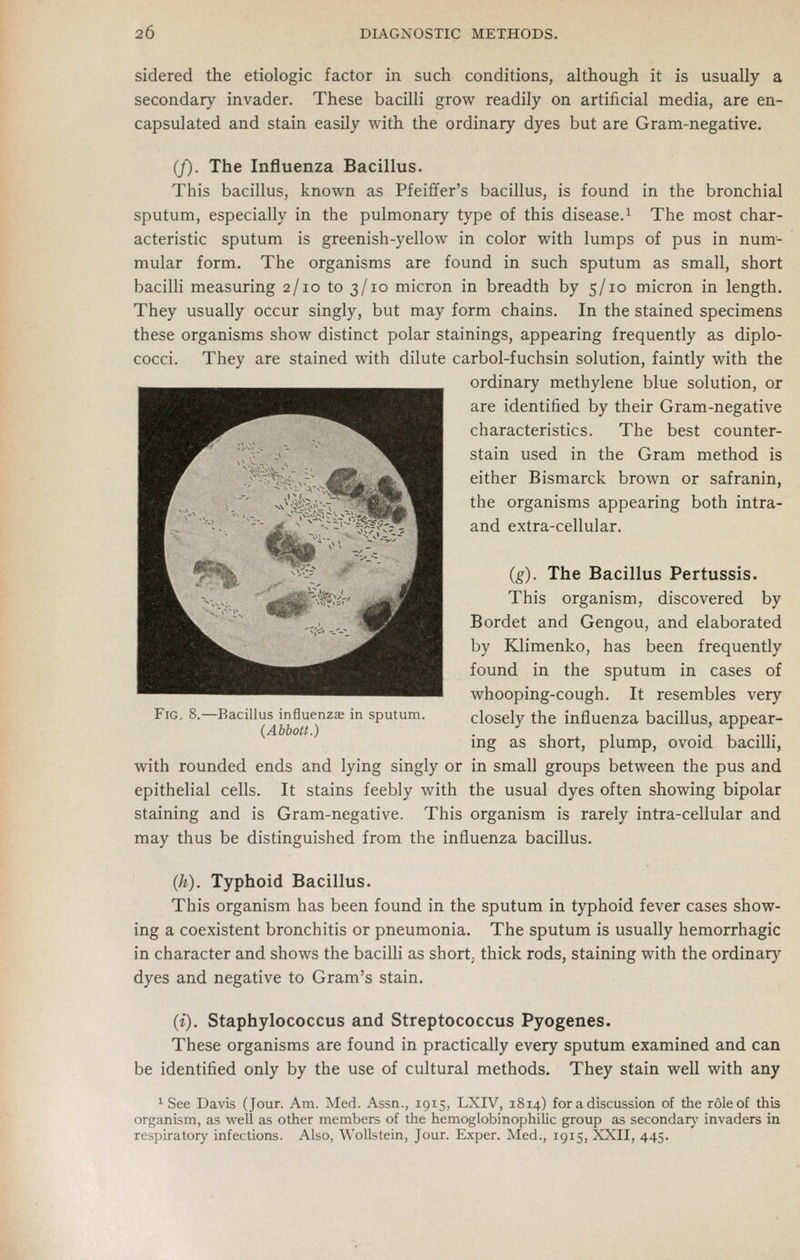 sidered the etiologic factor in such conditions, although it is usually a secondary invader. These bacilli grow readily on artificial media, are en- capsulated and stain easily with the ordinary dyes but are Gram-negative. (J). The Influenza Bacillus. This bacillus, known as Pfeiffer's bacillus, is found in the bronchial sputum, especially in the pulmonary type of this disease.^ The most char- acteristic sputum is greenish-yellow in color with lumps of pus in num- mular form. The organisms are found in such sputum as small, short bacilli measuring 2/10 to 3/10 micron in breadth by 5/10 micron in length. They usually occur singly, but may form chains. In the stained specimens these organisms show distinct polar stainings, appearing frequently as diplo- cocci. They are stained with dilute carbol-fuchsin solution, faintly with the ordinary methylene blue solution, or are identified by their Gram-negative characteristics. The best counter- stain used in the Gram method is either Bismarck brown or safranin, the organisms appearing both intra- and extra-cellular. Fig. 8.—Bacillus influenzae in sputum. (Abbott.) (g). The Bacillus Pertussis. This organism, discovered by Bordet and Gengou, and elaborated by Klimenko, has been frequently found in the sputum in cases of whooping-cough. It resembles very closely the influenza bacillus, appear- ing as short, plump, ovoid bacilli, with rounded ends and lying singly or in small groups between the pus and epithelial cells. It stains feebly with the usual dyes often showing bipolar staining and is Gram-negative. This organism is rarely intra-cellular and may thus be distinguished from the influenza bacillus. (h). Typhoid Bacillus. This organism has been found in the sputum in typhoid fever cases show- ing a coexistent bronchitis or pneumonia. The sputum is usually hemorrhagic in character and shows the bacilli as short, thick rods, staining with the ordinary dyes and negative to Gram's stain. (i). Staphylococcus and Streptococcus Pyogenes. These organisms are found in practically every sputum examined and can be identified only by the use of cultural methods. They stain well with any ^ See Davis (Jour. Am. Med. Assn., 1915, LXIV, 1814) for a discussion of the role of this organism, as well as other members of the hemoglobinophilic group as secondary' invaders in respiratory infections. Also, Wollstein, Jour. Exper. Med., 1915, XXII, 445.