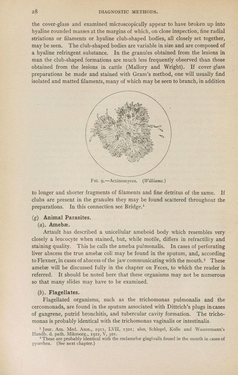 the cover-glass and examined microscopically appear to have broken up into hyaline rounded masses at the margins of which, on close inspection, fine radial striations or filaments or hyaline club-shaped bodies, all closely set together, may be seen. The club-shaped bodies are variable in size and are composed of a hyaline refringent substance. In the granules obtained from the lesions in man the club-shaped formations are much less frequently observed than those obtained from the lesions in cattle (Mallory and Wright). If cover-glass preparations be made and stained with Gram's method, one will usually find isolated and matted filaments, many of which may be seen to branch, in addition '«li#^' Fig. 9.—Actinomyces. (Williams.) to longer and shorter fragments of filaments and fine detritus of the same. If clubs are present in the granules they may be found scattered throughout the preparations. In this connection see Bridge.^ {g) Animal Parasites. (a). Amebae. Artault has described a unicellular ameboid body which resembles very closely a leucocyte when stained, but, while motile, differs in refractility and staining quality. This he calls the ameba pulmonalis. In cases of perforating liver abscess the true amebae coli may be found in the sputum, and, according to Flexner, in cases of abscess of the jaw communicating with the mouth.2 These amebae will be discussed fully in the chapter on Feces, to which the reader is referred. It should be noted here that these organisms may not be numerous so that many slides may have to be examined. (b). Flagellates. Flagellated organisms; such as the trichomonas pulmonalis and the cercomonads, are found in the sputum associated with Dittrich's plugs incases of gangrene, putrid bronchitis, and tubercular cavity formation. The tricho- monas is probably identical with the trichomonas vaginalis or intestinalis. * Jour. Am. Med. Assn., 1911, LVII, 1501; also, Schlegel, Kolle and Wassermann's Handb. d. path. Mikroorg., 1912, V, 301. * These are probably identical with the endameba? gingivalis found in the mouth in cases of pyorrhea. (See next chapter.)