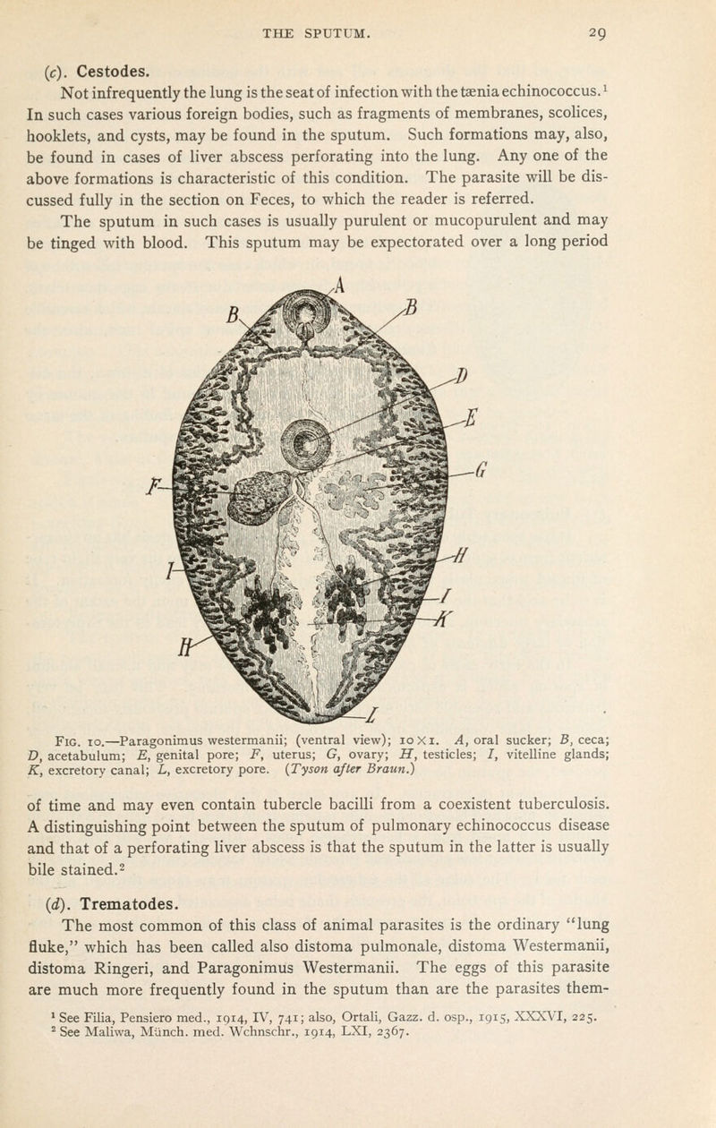 (c). Cestodes. Not infrequently the lung is the seat of infection with the taenia echinococcus. ^ In such cases various foreign bodies, such as fragments of membranes, scolices, booklets, and cysts, may be found in the sputum. Such formations may, also, be found in cases of liver abscess perforating into the lung. Any one of the above formations is characteristic of this condition. The parasite will be dis- cussed fully in the section on Feces, to which the reader is referred. The sputum in such cases is usually purulent or mucopurulent and may be tinged with blood. This sputum may be expectorated over a long period Fig. 10.—Paragonimus westermanii; (ventral view); 10 Xi. ^, oral sucker; B, ceca; D, acetabulum; E, genital pore; F, uterus; G, ovary; H, testicles; I, vitelline glands; K, excretory canal; L, excretory pore. {Tyson after Braun.) of time and may even contain tubercle bacilli from a coexistent tubercvdosis. A distinguishing point between the sputum of pulmonary echinococcus disease and that of a perforating liver abscess is that the sputum in the latter is usually bile stained. 2 id). Trematodes. The most common of this class of animal parasites is the ordinary lung fluke, which has been called also distoma pulmonale, distoma Westermanii, distoma Ringeri, and Paragonimus Westermanii. The eggs of this parasite are much more frequently found in the sputum than are the parasites them- * See Filia, Pensiero med., 1914, IV, 741; also, Ortali, Gazz. d. osp., 1915, XXXVI, 225. ^ See Maliwa, Miinch. med. Wchnschr., 1914, LXI, 2367.