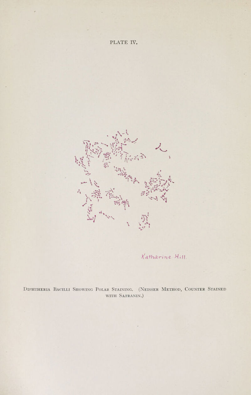 . .,v^ XT..^^, .Sj'^-^ A i/' Ya+hdrine -Mi//. Diphtheria Bacilli Showing Polar Staining. (Neisser Method, Counter Stained WITH Safranin.)