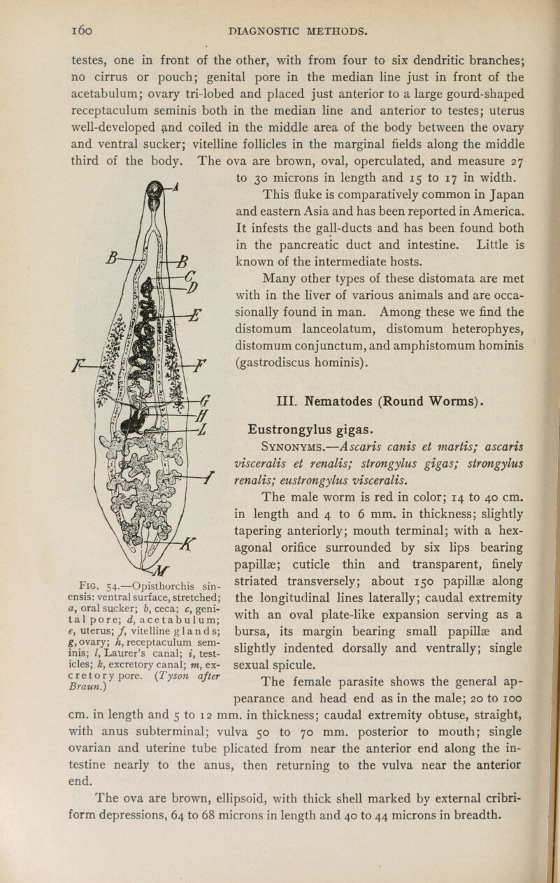 testes, one in front of the other, with from four to six dendritic branches; no cirrus or pouch; genital pore in the median Hne just in front of the acetabulum; ovary tri-lobed and placed just anterior to a large gourd-shaped receptaculum seminis both in the median line and anterior to testes; uterus well-developed and coiled in the middle area of the body between the ovary and ventral sucker; vitelline follicles in the marginal fields along the middle third of the body. The ova are brown, oval, operculated, and measure 27 to 30 microns in length and 15 to 17 in width. This fluke is comparatively common in Japan and eastern Asia and has been reported in America. It infests the gall-ducts and has been found both in the pancreatic duct and intestine. Little is known of the intermediate hosts. Many other types of these distomata are met with in the liver of various animals and are occa- sionally found in man. Among these we find the distomum lanceolatum, distomum heterophyes, distomum conjunctum, and amphistomum hominis (gastrodiscus hominis). III. Nematodes (Round Worms). Eustrongylus gigas. Synonyms.—Ascaris canis et martis; ascaris visceralis et renalis; strongylus gigas; strongylus renalis; eustrongylus visceralis. The male worm is red in color; 14 to 40 cm. in length and 4 to 6 mm. in thickness; slightly tapering anteriorly; mouth terminal; with a hex- agonal orifice surrounded by six lips bearing papillae; cuticle thin and transparent, finely striated transversely; about 150 papillae along the longitudinal lines laterally; caudal extremity with an oval plate-like expansion serving as a bursa, its margin bearing small papillae and slightly indented dorsally and ventrally; single sexual spicule. The female parasite shows the general ap- pearance and head end as in the male; 20 to 100 cm. in length and 5 to 12 mm. in thickness; caudal extremity obtuse, straight, with anus subterminal; vulva 50 to 70 mm. posterior to mouth; single ovarian and uterine tube plicated from near the anterior end along the in- testine nearly to the anus, then returning to the vulva near the anterior end. The ova are brown, ellipsoid, with thick shell marked by external cribri- form depressions, 64 to 68 microns in length and 40 to 44 microns in breadth. Fig. 54.—Opisthorchis sin- ensis: ventral surface, stretched; a, oral sucker; b, ceca; c, geni- talpore; <i, acetabulum; e, uterus; /, vitelline glands; ^, ovary; A, receptaculum sem- inis; /, Laurer's canal; i, test- icles; k, excretory canal; m, ex- c r e t o r y pore. {Tyson after Braun.)