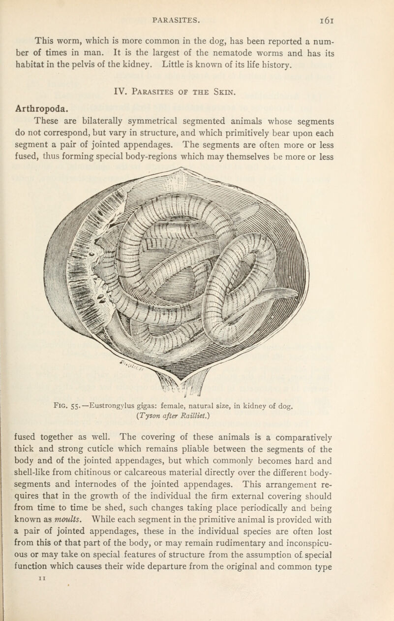 This worm, which is more common in the dog, has been reported a num- ber of times in man. It is the largest of the nematode worms and has its habitat in the pelvis of the kidney. Little is known of its life history. IV. Parasites of the Skin. Arthropoda. These are bilaterally symmetrical segmented animals whose segments do not correspond, but vary in structure, and which primitively bear upon each segment a pair of jointed appendages. The segments are often more or less fused, thus forming special body-regions which may themselves be more or less Fig. 55.—Eustrongylus gigas: female, natural size, in kidney of dog. {Tyson after Railliet.) fused together as well. The covering of these animals is a comparatively thick and strong cuticle which remains pliable between the segments of the body and of the jointed appendages, but which commonly becomes hard and shell-like from chitinous or calcareous material directly over the different body- segments and internodes of the jointed appendages. This arrangement re- quires that in the growth of the individual the firm external covering should from time to time be shed, such changes taking place periodically and being known as moults. While each segment in the primitive animal is provided with a pair of jointed appendages, these in the individual species are often lost from this of that part of the body, or may remain rudimentary and inconspicu- ous or may take on special features of structure from the assumption of special function which causes their wide departure from the original and common type