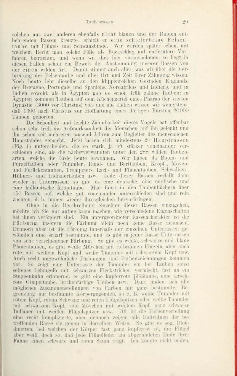 solchen aus z\vei anderen ebenfall> nicht bhiuen und der Binden ent- 1 »einenden Rassen kreuzte, erhielt er eine schief er i)laue Felsen- taube mit Hügel- und Sclnvanzbinde. Wir werden später sehen, mit welchem Recht man solche Fälle als Rückschlag auf entferntere \'or- fahren l)etrachtet. und wenn wir dies hier vorausnehmen, so liegt in iliesen Phallen schon ein Beweis der Al)stammung unserer Rassen von der einen wilden Art. Damit stimmt auch alle<. was wir üi)er die \'er- breitung der Felsentaube und über Ort und Zeit ihrer Zähmung wissen. Noch heute lebt dieselbe an den klippenreichen (iestaden F.nglands, der Bietagne. Portugals und Spaniens, Nordafrikas und Indiens, und in Indien sowohl, als in Ägypten gab es schon früh zahme Tauben: in Ägypten kommen Tauljen auf dem Küchenzettel eines Pharao der vierten Dynastie (8()()0 vor Christus) vor. und aus Indien wissen wir wenigstens, daß lOOO nach Christus zur Hofhaltung eines dortigen Fürsten 2n()(K) Tauben geholten. Die Schönheit und leichte Zälunbarkeit dieses Vogels hat otfenliar schon sehr früh die Aufmerksamkeit der Menschen auf ihn gelenkt und ihn schon seit mehreren tausend Jahren zum Begleiter des menschlichen Hausstandes gemacht. Jetzt lassen sich mindestens 2<» Hauptrassen (Fig. 1) unterscheiden, die so stark, ja oft stärker voneinander ver- schieden sind, als die nächstverwandten unter den '2X>> wilden Tauben- arten, welche die Ei'de heute bewohnen. Wir haben da Boten- und Purzeltauben oder Tümmler, Rund- und Barttauben. Kropf-, Möven- und Perückentauben. Tr<mipeter-. Lach- und Pfauentauben. Schwalben-, Hühner- und Indianertauben usw. Jede dieser Rassen zerfällt dann wieder in Unterrassen: so gil)t es eine deutsche, eine englische und eine holländische Kropftaube. Man führt in den Taubenbüchern ülier 150 Rassen auf. welche gut voneinander unterschieden sind und rein züchten, rl. h. immer wieder ihresgleichen hervorbringen. Ohne in die Beschreibung einzelner dieser Rassen einzugehen, möchte ich Sie nur aufmerksam machen, wie verschiedene Eigenschaften bei ihnen verändert sind. Ein untergeordneter Rassencharakter ist die Färbung, nisofern die Färltnng allein noch keine Rasse ausmacht. Dennoch aber i>t die Färl)ung innerhalb der einzelnen Unterrassen ge- wöhnlich eine scharf l)estimmte. und es gibt in jedei' Rasse Unterrassen von sehi- verschiedener Färbung. So gibt es weibc. schwarze und blaue Pfauentaui)en. es gibt weibe Mövchen mit rotbraunen Flügeln. ai)er auch rote mit weiUeni Kopf und weUie Tümmler nnt schwarzem Kojjf usw. Auch recht ungewöhnliche Färimngen und Farbenzeichnungen kommen vor. So zeigt eine Unterrasse der Tümmler ein l)ei Tauben sonst seltenes Lehmgelb nnt schwarzen Fleckstrichen vermischt, fast an ein Stej»i)eidndm erinnernd, es gibt eine kui)ferr<)te Bläbtaube. eine kii-^di- rot(! (iinipeltaulie, lerchenfarbigc^ Tauiien usw. Dann hiiden >ich all«' möglichen Zusammenstellungen von Faiben mit ganz bestininiici' Be- grenzimg auf bestimmte i\(iipergegeuden. so z. B. weibe Tümnder mit rotem Ko|)f. rotem Schwanz und loten Flü^elspitzen o(h'i- w«Ml.!e Tümmler nnt schwarzem Kopf, rote .Mövchen mit weil.lem Kopf, ganz schwarze Indianer mit weibeii Flügelsi)ilzen usw. Oft ist die Farltenverteilung c'uH' recht komjilizierte, abiu* dennocli zeigen alle Imlividuen der be- treff(!nden l{a>se >i<' g(Miau in dersellien Wei>e. So gilit es sog. Blon- dinetten. bei welchen der K(>rp(M- fa>t ganz kupferrot ist. die Flügel aber wcM:,. doch so, dal.l je(h; Flügelfeih-r am abi^crundeti'U Ende ihrer FahiH (iineii sehw;ir/, und loteu Saum \r.'\ii\. Ich könnte nicht en(h'ii.