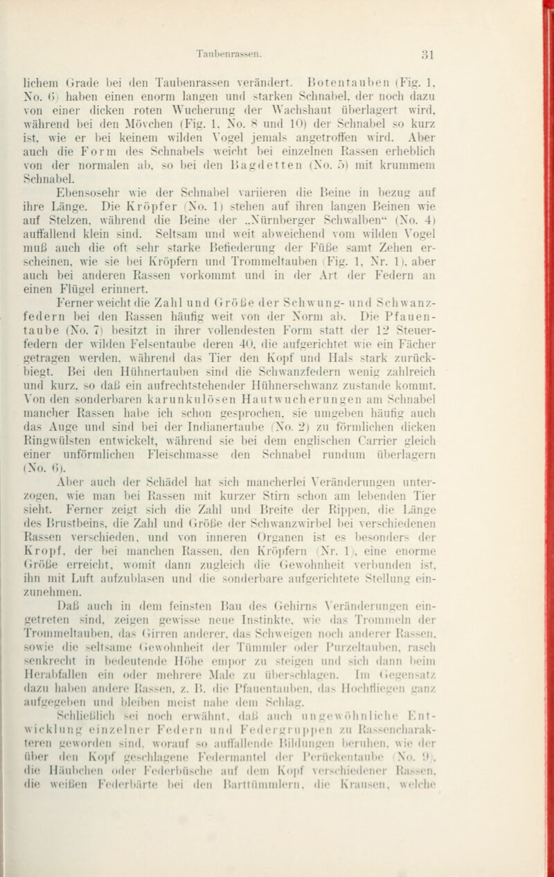 lichein (irade liei den Taiibenrasr^en veiän.leit. BotenraulxMi (Fig. 1. No. «)i haben einen enorm langen und starken Schnabel, der noch dazu von einer dicken roten Wucherung der Wachshaut überlagert wird, während bei den Mövchen (Fig. 1. No. s und 10) der Schnabel so kurz ist. wie er bei keinem wilden \'ogel jemals angetroffen wird. Aber auch die P'orm des Schnabels weicht bei einzelnen Rassen erheblich von der normalen ab. so bei den Bagdetten (No. ö) mit krummem Schnabel. Ebensosehr wie der Schnabel variieren die Beine in bezug auf ihre Länge. Die Kröpfer (No. 1) stehen auf ihren langen Beinen wie auf Stelzen, während die Beine der ..Nürnberger Schwall)en (No. 4) auffallend klein sind. Seltsam und weit aliweichend vom wilden \'ogel muß auch die oft sehr starke I5etiederung fler Füße samt Zehen er- scheinen, wie sie l)ei Kröpfern und Trommeltauben P'ig. 1. Nr. li. aber auch bei anderen Rassen vorkommt und in der Ait der Federn an einen Flügel erinnert. Ferner weicht die Zahl und Größe der Schwung- und Schwanz- federn bei den Rassen häufig weit von der Norm al». Die Pfauen- taube (No. 7) besitzt in ihrer vollendesten Form statt der 12 Steuer- federn der wilflen Fel>cntaube deren 40. die aufgerichtet wie ein Fächer getragen werden, während das Tier den Kopf und Hals stark zurück- biegt. Bei den Hühnertauben sind die Schwanzfedern wenig zahlreich und kurz, so daß ein aufrochtstehender Hülmerschwanz zustande kommt. \'on den sonderl)aren karunkulö-en Hautwucherungen am Schnabel mancher Rassen habe ich schon ges]}i-ochen. sie umgei)en häufig auch das Auge und sind bei der Indianertaube iNo. 2) zu förmlichen dicken Ringwülsten entwickelt, während sie bei dem englischen Carrier gleich einer unförmlichen Fleischmasse den Schnabel rundum überlagern (No. (i). Ai)ei- auch der Schädel hat sich mancherlei \'erändcrungen unter- zogen, wie man bei Rassen mit kurzei- Stirn schon am lel)enden Tier sieht. Ferner zeigt sich die Zahl und Breite der Ripjien. die Länge des Brustbeins, die Zahl und (Jröße der Schwanzwirbel liei verschiedenen Rassen verschieden, und von inneren Organen ist es liesonders der Kro])f. der bei manchen Rassen, den Kröpfern Ni'. \>. eine enorme (iröße erreicht, womit dann zugleich (he (Jewohnheit verbunden ist. ihn mit Luft aufzublasen und die son(h'rl)are aufgerichtete Stellung ein- zunehmen. Daß auch in dem feinsten Bau dd^ (iehirns ^'erändernngen ein- getreten sind, zeigen gewisse neue Instinkte, wie das Trommeln der Trommeltauben, das (lirren anderer, das Schweigen noch anderer Rassen, sowie die seltsame Gewohnheit (k'r Tümmler oder Rurzeltaulien. rasch senkrecht in bedeutende Höhe emjior zu steigen und sich dann beim Heraltfallen ein oder mehrere Male zu überschlagen. Im <iegensatz dazu haben andere Rassen. /.. B. die I'fauentaul)en. da> HocliHieLren ganz aufgegelten und l)leiben mciist nahe dem Schlag. Schlielllich sei noch erwähnt, dal.» auch un uc wrdiii lieh«' F,nt- wicklung einzelner Federn und Fcfleririii ppcn zu Ra>scncliarak- teren ^^cnvorden sind, worauf so auffallciuh' Bildun,i:('n beruhen, wie drr über (h'U Kojif ge>chlagene Fcih'rniantei der l'crückcnfaubc No. !t . die Ilihibclien »kUt Fcdcrbüschc auf dem Kopf Ncix-hicih-ner Rassen, die weil.;«'!! Fedcrbärfe bei den Baittiiniinlriii. dir Kraux'ii. wch'he