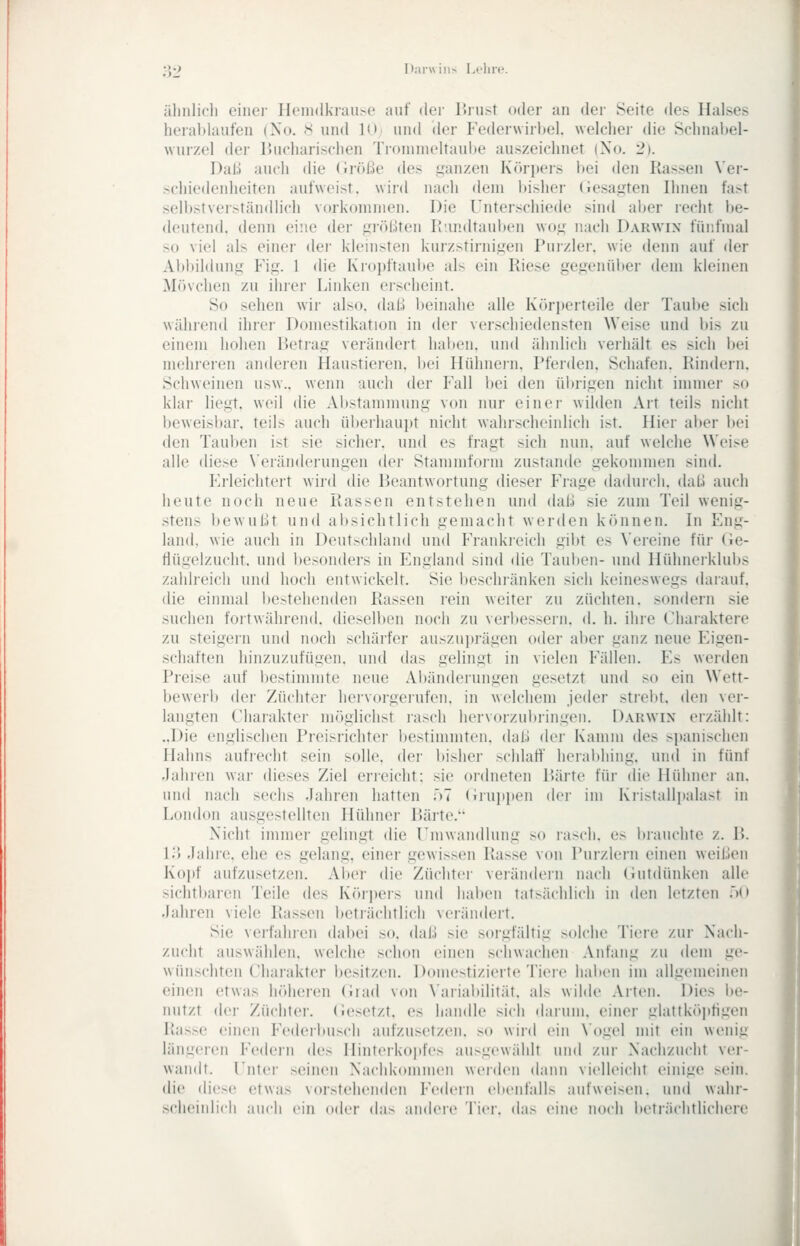 :;v) Diinviii- Leine. älinlicli ciiiei- ll('iii(lkraii>(' auf der lliust oder an der Seite des Halses herahlaufen (No. s und Wj und der tYnlerwirbel. welcher die Sriinaltel- wurzel der lUicharischen Tronnneltaube auszeichnet (No. 2). Daß auch die (iröße des i,^anzen Köri)ers bei den Rassen Ver- schiedenheiten aufweist, wird nach dem bisher (iesa^ten Ihnen fast selbstverständlidi vorkommen. Die Unterschiede sind aljer recht be- deutend, denn eine der j.>iöl;iten R'.mdtauben wo«; nach Darwin fünfmal so viel als einer der kleinsten kurzstirni«ien Puizler. wie denn auf der Abbildung Fig. 1 die Krojjftaube als ein Riese gegenüber dein kleinen Mövchen zu ihrer Linken erscheint. So sehen wir also, dal;! beinahe alle K()ri)eiteile der Taube sich während ihrer Domestikation in der verschiedensten Weise und bis zu einem hohen Betrag verändert haben, und ähnlich verhält es sich bei mehreren anderen Haustieren, bei Hühnein, Pferden. Schafen. Rindern. Schweinen usw., wenn auch der Fall bei den übrigen nicht immer so klar hegt, weil die Abstammung von nur einer wilden Art teils nicht beweisbar, teils auch überhaupt nicht wahrscheinlich ist. Hier aber l)ei den Tauben ist sie sichei. und es fragt sich nun. auf welche Weise alle diese \'erän(lerungen der Stammform zustande gekommen sind. Erleichtert wird die Beantwortung dieser Frage daduich. dal! auch heute noch neue Rassen entstehen und daß sie zum Teil wenig- .stens bewußt und al)sichtlich gemacht werden können. In Eng- land, wie auch in Deutschland und Frankieich gibt es Vereine für Ge- tiüuelzucht. und Ijcsonders in England sind die Tauben- und Hühnei'klubs zahlreich und hoch entwickelt. Sie beschränken sich keineswegs darauf, die einmal bestehenden Rassen rein weiter zu züchten, sondern sie suchen fortwährend, dieselben noch zu verl)essern. d. h. ihre Charaktere zu steigern und noch schärfer auszuprägen oder ai)er ganz neue Eigen- schaften hinzuzufügen, und das gelingt in vielen Fällen. Es werden Preise auf bestimmte neue Abänderungen gesetzt und so ein Wett- bewerl) der Züchter hervorgeiufen. in welchem jeder strebt, den ver- langten Charakter möglichst rasch hervorzubringen. Darwin erzählt: ..Die englischen Preisrichter bestimmten, daß der Kamm des s])anischen Hahns aufrecht sein solle, der bisher schlatf hcrabhing, und in fünf .laliien war dieses Ziel erreicht: sie ordneten lUirte für die Hühner an, und nach sechs Jahren hatten iü (iruiipen der im Kiistallitalast in London ausgestellten Hühner Barte. Nicht immer gelingt die rmwandlung so rasch, es Inauchte z. B. 1.') .lalirc. ehe es gelang, einer gewissen Rasse von Purzlern einen weißen Koi)f aufzusetzen. Aber die Züchter verändern nach (Jutdünken alle sichtbaren Teile des Körpers und haben tatsächlich in den letzten ;')(> .lahren viele Rassen beträchtlich verändert. Sie vcrfahien dabei so. daß sie sorgfältig solche Tieie zur Nach- zucht auswählen, welche schon einen schwachen Anfang zu dem ge- wünschten Charakter besitzen. Domestizierte Tiere haben im allgemeinen einen etwas höheren (iiad von \'ariabilität. als wilde Arten. Dies be- nutzt der Züchter, (iesetzt. es handle sich darum, einer glattköptigen Rasse einen Federbusch aufzusetzen, so wird ein \'ogel mit ein wenig längeren Federn da^ Hinterkopfes ausgewählt und zur Nachzucht ver- wandt. Unter seinen Nachkommen werden dann vielleicht einige sein, die diese etwas vorstehenden Federn ebenfalls aufweisen, und wahr- .scheinlich auch ein oder das an<lere Tier, das eine noch beträchtlichere