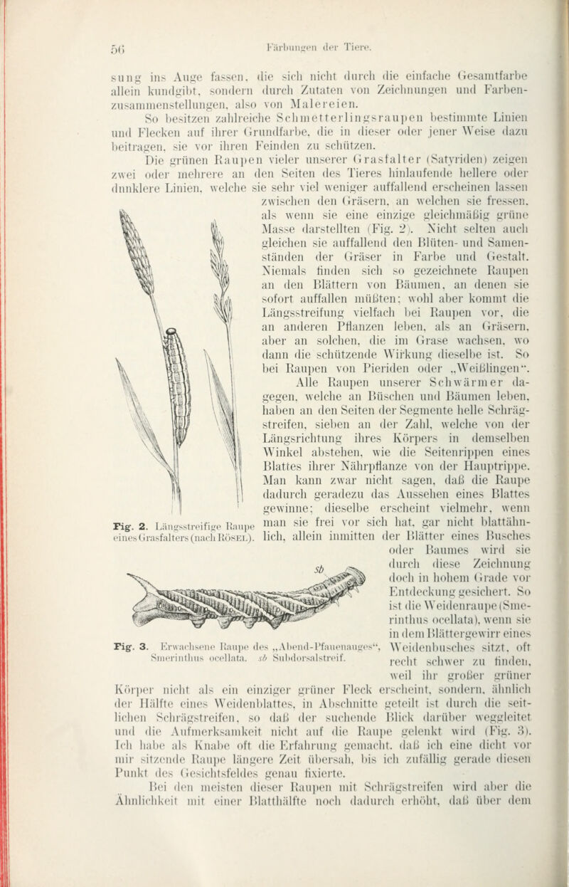 5(! FiiiliMiiiri'ii (iiT Tiere. sung ins Auge fassen, die sich niclit (lurcli die einfache Gesanitfarbe allein kundgibt, sondern durch Zutaten von Zeichnungen und Farhen- zusaninienstellungen. also von Malereien. So besitzen zahlreiche Schmetterlingsraupen bestimmte Linien und Flecken auf ihrer (Jrundfaibe. die in dieser oder jener Weise dazu beitragen, sie voi' ihien Feinden zu scliützen. Die grünen Raupen vieler unserer (irasfalter (Satyiiden) zeigen zwei oder mehrere an den Seiten des Tieres hinlaufende hellere oder dunklere Linien, welche sie sehr viel weniger auffallend erscheinen lassen zwischen den (iräsern. an welchen sie fressen, als wenn sie eine einzige gleichmäßig grüne Masse darstellten (Fig. 2i. Nicht selten auch gleichen sie auffallend den Blüten- und Samen- ständen der Gräser in Farbe und Gestalt. Xienuils linden sich so gezeichnete Kaupen an den Blättern von Bäumen, an denen sie sofort auffallen müßten; wohl aber kommt die Längsstreifung vielfach bei Raujjen vor. die an anderen PHanzen leben, als an (iräsern. aber an solchen, die im (irase wachsen, wo dann die schützende Wii'kung dieselbe ist. So bei Raupen von Pieriden oder ..Weißlingen. Alle Raupen unserer Schwärmer da- gegen, welche an Büschen und Bäumen leiten, haben an den Seiten der Segmente helle Scliräg- streifen. sieben an der Zahl, welche von der Längsrichtung ihres Körpers in demselben Winkel abstehen, wie die Seitenripi)en eines Blattes ihrer NährpHanze von der Haujjtrippe. ^lan kann zwar nicht sagen, daß die Raupe dadurch geradezu das Aussehen eines Blattes gewinne; dieselbe erscheint vielmehr, wenn man sie frei vor sich hat. gar nicht blattähn- lich, allein inmitten der Blätter eines Busches oder Baumes wird sie durch diese Zeichnung doch in hohem (irade vor Kntdeckung gesichert. So i>t die Weidenraupe (Sme- riiithus ocellata). wenn sie in dem lUätteigewirr eines Wcidonbusches sitzt, oft recht schwer zu finden, weil ihr großer grüner Körper nicht als ein einziger grüner Fleck erscheint, sondern, ähnlich der Hälfte eines Weidenblattes, in Abschnitte geteilt ist durch die seit- lichen Schrägstreifen, so daß der suchende Blick darüber weggleitet und die Aufmerksand<eit nicht auf die Raujjc gelenkt wird (Fig. 8). Ich habe als Knabe oft die Erfahrung gemacht, daß ich eine dicht vor mir sitzende Raui)e längere Zeit ül»ersah. bis ich zufällig gerade diesen Punkt des Gesichtsfeldes genau tixieite. Bei den meisten dieser Raupen mit Schiägsticilcn wird aber die Äludichkcit mit v'uwv P.Iatfhälfte noch dadurch ciiirtlit. diil.l übci' dem rig. 2. Längsstroififfe lianix' eiue!s(jlrasfaltors(iiaclil{üSKi.). Tig. 3. laiii.c (l.'s „AluMi.l-l'fai llafa. vA Sul)(l((rsalsti-(