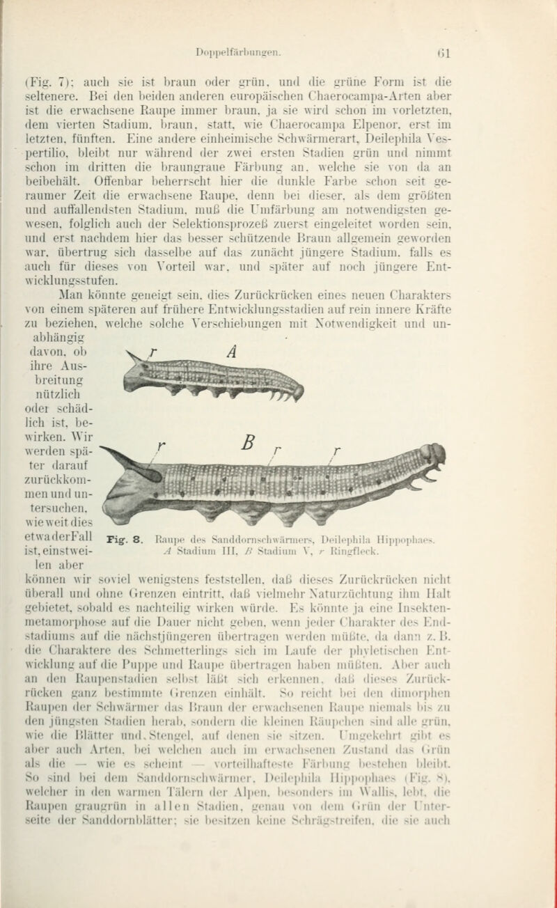 D(']i|)elf;uliiinir»^n. Ol (Fig. 7): auch sie ist braun oder iivüu. und die urüne Form ist die seltenere. Bei den beiden andeien europäischen Chaerocampa-Arten aber ist die erwachsene Raupe immer braun, ja sie wird schon im vorletzten, dem vierten Stadium. Ijraun. statt, wie Cliaerocampa Elpenor. erst im letzten, fünften. Eine andere einheimische Schwärmerart. Deilephila \'es- pertiUo. bleibt nur während der zwei ersten Stadien grün und nimmt schon im dritten die l)raungraue Färbung an. welche sie von da an beibehält. Offenbar beherrscht hier die dunkle Farbe .-schon seit ge- raumer Zeit die erwachsene Raupe, denn bei dieser, als dem größten und autfallendsten Stadium, muß die Umfärbung am notwendigsten ge- wesen, folglich aucli der Selektionsprozeß zuerst eingeleitet worden sein, und erst nachdem hier das besser schützende Braun allgemein geworden war. übertrug sich dasselbe auf das zunächt jüngere Stadium, falls es auch für dieses von Vorteil war. und später auf noch jüngere Ent- wicklungsstufen. Man könnte geneigt sein, die^ Zurückrücken eines neuen Charakters von einem späteren auf frühere Entwicklungsstadien auf rein innere Kräfte zu beziehen, welche solche Verschiebungen mit Notwendigkeit und un- abhängig ._ r A ihre Aus- breitung nützlich oder schäd- lich ist, be- wirken. Wir werden spä- ter darauf zurückkom- men und un- tersuchen, wie weit dies etwaderFall len aber können wir soviel wenigstens feststellen, daß dieses Zurückrücken nicht üljerall und ohne (rrenzen eintritt, daß vielmehr Xaturzüclitung ihm Halt gebietet, sobald es nachteilig wirken würde. Es könnte ja eine Insekten- metamoiphose auf die Dauer nicht gel)en. wenn jeder Charakter des End- stadiums auf die nächstjüngeren übertragen werden müßte, da dann z. B. die (haraktere des Schmetterlings sich im Laufe der jdiyletischen F.nt- wicklung auf die I*ui)|)e und Raupe üi)ertragen haiien müßten. Aber auch an den Raupenstadien sellot läßt >kh erkennen, daß dieses Zurück- rücken ganz be>timmte (Irenzen einhält. So reicht l»ei den diniorjjlien Fvanpen der Schwärmer das Braun der erwachsenen Raupe niemals i»is zu den jüngsten Stadien herab, >ondern <lie kleinen Räupchen >ind alle grün, wie die Blätter und. Stengel, auf denen >ie sitzen, rmi^ekehrt ii\\>\ es aber auch Art(Mi. bei welchen auch im erwachsenen Zii>tand ilas (iiün als die — wie es sclienit vorteilhafteste Färlmn.ü: lM'>tehen bleibt. So >ind bei dem Saiiddornxliwärmer. Deilephila Iii|ipophae> iFii:. >i|. welcher in den warmen Tälern der Aljien. be>oniler> im Wallis, lebt, die Raupen graugrüti in allen Stadien, genau von dem (inin der l'ntj'r- M'ite d(!r Sanddornitlätter: >'\v iie.-ifzen keine SchräL'-freifeii. die >ie auch Raupe (It's Saiul(liini>(liwänii