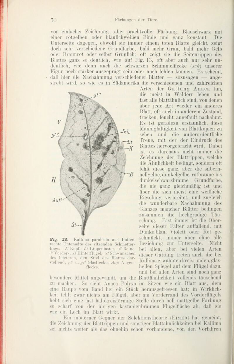 von einfaclici- Zeicliniiii.u. aber jirachtvoller P'ärluinjz. l>lau>rli\varz mir einer i'Otgell)en oder l)länlicinveil;)en Binde und ^anz konstant. Die Unterseite dage^^en. obwohl sie immer einem toten Blatte gleicht, zeigt doch sehr verschiedene (Jrundfarbe. bald mehr (irau, bald mehr (ielb oder P)rannrot oder sell)st (Jrünlich: oft zeigt sie die Seiteniippen de> Blattes ganz so deutlich, wie auf Fig. 13. oft aber auch nur sehr un- deutlich, wie denn auch die schwarzen SchimmelHecke (sc/i) unserer Figui- noch stärker ausgeprägt sein oder auch fehlen können. Es scheint, (lab hiei- die Nachahmung verschiedener Blätter — sozusagen — ange- strel)t wird, so wie es in Südamerika die verschiedenen und zahlreichen Arten der (Gattung Anaea tun. die meist in Wäldern leben und fast alle blattähnlich sind, von denen aber jede Art wiedei- ein anderes Blatt, oft auch in anderem Zustand, trocken, feucht, angefault nachahmt. Es ist geradezu erstaunlich, diese Mannigfaltigkeit von r»lattkopien zu sehen und die außerordentliche Treue, mit der der Eindruck des Blattes hervorgebracht wird. Dabei ist es durchaus nicht immer die Zeichnung der Blattrippen, welche die Ähnlichkeit bedingt, sondern oft fehlt diese ganz, alier die silbern- hellgell)e, dunkelgelbe, rotbraune bis dunkelschwaizbiaune (irundfarbe, die nie ganz gleichmäßig ist und über die sich meist eine weil51iche Rieselung verbreitet, und zugleich die wunderbare Nachahmung des (ilanzes mancher Blätter bedingen zusammen die hochgradige Täu- schung. Fast immer ist die Ober- seite dieser Falter auffallend, mit Dunkelblau, \iolett oder Rot ge- schmückt, imniei- aber ohne alle Beziehung zur Unterseite. Nicht i»ei allen, aber bei vielen Arten dieser (Gattung treten auch die bei Kallima erwähnten kreisrunden.glas- hellen Spiegel auf dem Flügel dazu, und bei allen Arten sind noch ganz Blattähnlichkeit vollends täuscliend im Sitzen wie ein Blatt aus. dem herausgefressen hat: in Wirklich- keit fehlt zwar niclit> am Flügel, alter am \'ordeiiand des \'or(lerflügels hebt sich eine fast halbkreisfüiinige Stelle durch hell mattgellte Färbung so schaif von dei- übrigen kastanienbraunen Flügelfläche ab. daU sie wie ein Loch im Blatt wirkt. Ein moderner <iegner der Selektionstheorie (Eimern hat gemeint, die Zeichnung der Blattriititen und sonstiger Blattähnlichkeiten Itei Kallima sei nichts weiter als das ohnehin schon voihandeiie. von den ^'orfahren ,.arnl. 1(1 ion, rig-. 13. lü.ll rechte l'iiterseite (h's sitzenden Selnnetter- linirs. /\'K()|)f, Z,/ Lippeiitiister, /.'P.eine, FVorder-, //llinterflügel, St Schwänzclien des letzteren, den Stiel des Blattes dar- stellend, ^/' n. ^l- Glasfierke, Aii0 Aniren- flecke. besondere Mittel angewandt, um die zu machen. So sieht Anaea Polyxo eine Baujie vom Rand hei- ein Stück