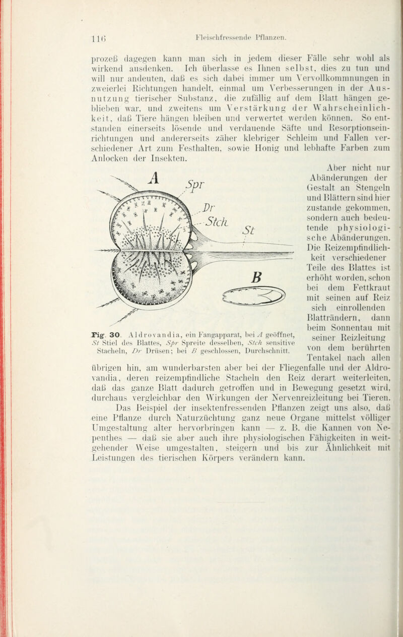 ])rozeß dagegen kann man sich in jedem dieser Fälle sehr wohl als wirkend ansdonken. Ich überlasse es Ihnen selbst, dies zu tun und will nur andeuten, daß es sich dabei immer um \'ervollkommnungen in zweierlei Richtungen handelt, einmal um Verbesserungen in der Aus- nutzung tierischer Substanz, die zufällig auf dem lilatt hängen ge- blieben war, und zweitens um Verstärkung der Wahrscheinlich- keit, daß Tiere hängen bleiben und verwertet werden können. So ent- standen einei'seits lösende und verdauende Säfte und Resorjjtionsein- richtungen und andereiseits zäher klebriger Schleim und Fallen ver- schiedener Art zum Festhalten, sowie Honig und lel)liafte Farl»en zum Anlocken der Insekten. Al)er nicht nur Abänderungen der Gestalt an Stengeln und Blättern sind hier zustande gekommen, sondern auch bedeu- tende i)hysio logi- sche Abänderungen. Die Reizemphndlich- keit verschiedener Teile des Blattes ist erhöht worden, schon l)ei dem Fettkraut mit seinen auf Reiz sich einrollenden Blatträndern, dann beim Sonnentau mit seiner Reizleitung von dem l)erührt('n Tentakel nach allen übrigen hin, am wundei-barsten abei- bei der Fliegenfalle und der Aldro- vandia, deren reizemptindliche Stacheln den Reiz derart weiterleiten, daß das ganze Blatt dadurch getroffen und in Bewegung gesetzt wird, durchaus vergleichbar den Wirkungen der Nervenreizleitung bei Tieren. Das Beispiel der insektenfi-essenden Ptianzen zeigt uns also, daß eine Pflanze durch Naturzüchtung ganz neue Organe mittelst völliger Umgestaltung alter hervorbringen kann — z. B. die Kannen von Ne- penthes — daß sie aber auch ihre i)liysiologischen Fähigkeiten in weit- gehender Weise umgestalten, steigern und bis zui- Ähnlichkeit mit Leistungen des tierischen Körpers verändern kann. FigC. 30. A1 (1 r() va ii d i a, (mii Fangapparat, l)ei A geöffnet, St Stiel des lilattes, Spr Spreite desselben, Steh sensitive Stacheln, Dr Drüsen; bei B geschlossen, Durchschnitt.