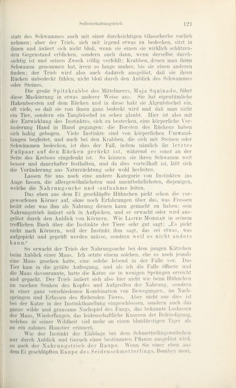 -tatt (!('> Scli\vainiH(\> auch mit einei' duiT-hsichtigen (ilassclici-lie vorliol) nehmen; aber der Trieb, sich mit irgend etwas zu Itedecken. sitzt in iiinen und äußert sich nicht bloß, wenn sie einen sie wii-klicli schützen- den (iegenstand erbhcken, sondern auch (hmn, wenn derselbe duich- sichtig ist und seinen Zweck völlig verfehlt: Krabben, denen man ihren Schwamm genommen hat. irren so lange umher. l)is sie einen anderen finden: der Triel» wird also auch dadurch ausgelöst, daß sie ihren Rücken unbedeckt fühlen, niclit 1)1(>I.! durch den Anblick des Schwammes oder Steines. Die große Si)itzkial)l)e des Mittelmeers. Maja Scjuinado. führt diese Maskierung in etwas anderer Weise aus. Sie hat eigentümliche Hakenborsten auf dem Rücken und in diese hakt sie Algenlüischel ein. oft viele, so daß sie von ihnen ganz l)e(leckt wird und daß man nicht ein Tier, sondern ein Tangbüschel zu sehen glaubt. Hier ist also mit dei- Entwicklung des Instinktes, sich zu bestecken, eine köri)erliche \er- äiiderung Hand in Hand gegangen: die Borsten des Rückens hai)en sich hakig gebogen. \'ieh^ Instinkte sind von körperlichen Umwand- lungen begleitet, und auch bei den Krabben, die sich mit Steinen oder Schwämmen bedecken, ist dies der Fall, indem nämlich ihr letztes Fußjjaar auf den Rücken gerückt ist. während es sonst an der Seite des Krebses eingelenkt ist. So können sie ihren Schwamm weit besser und dauerhafter festhalten, und da dies vorteilhaft ist. läßt sich (He \erän(lerung aus Xaturzüchtung sehr wohl herleiten. Lassen Sie uns noch eine andere Kategorie von Instinkten ins Auge fassen, die allergewöhnlichsten und unentl)ehrlichsten. diejenigen, welche die Nahrungsuche und -aufnähme leiten. Das eben aus dem Ei geschlüi)fte Hühnchen pickt schon die vor- geworfenen Kiirner auf. ohne noch Erfahiungen über das. was Fressen heißt oder was ihm als Nahrung dienen kann gemacht zu haben: sein Xahrungstrieb äußert sich in Aufpicken, und er erwacht oder wird aus- gelöst durch den Anblick von Körnern. Wie Lloyd Morgan in seinem trefflichen lUu-h über die Instinkte der Tiere sehr gut sagt: ..Es i)ickt nicht nach Körnern, weil tU'v Instinkt ihm sagt, das sei etwas, was aufge|)ickf und gei)rüft weiden müsse. son(h'in weil es nic'.if anders kann. So erwacht der Trieb der Nahrungsuche bei dem jungen Kätzchen beim Anblick einer Maus. Ich setzte einem solchen, ehe es noch jemals eine Maus gesehen hatte, eine solche IcImmkI in der Falle vor. Das Tier kam in die größte Aufregung, und al> ich die; Falle öffnete und die Maus davonrannte, hatte die Katze sie in wenigen Sjjrüngen erieicht und gepackt. Der Tiieb äußert sich also hier nicht wie lieim Hühnchen im raschen Senken (h's Kopfes und Aufgreifen dcv Nahrung, sondern in einer ganz verschicMlenen Kombination von ilewegungen. im Nach- Spring<!n und Erfassen (h's fiieheiideii Tieres. Alier nicht niii' dio i-t bei der Katze in der Instiid<tliain!lung eingeschlosscMi. somlein auch das ganz(! wilde und grausame Nachspiel des Fangs, das liekannte Lu>his>eii der Maus, Wiederfangen, das lei(h'nschaftliclie Knurren der Helriedii^ung. welches in seiner Wildh(!it viel mehr an einen bbitihir-tigen TiL^er aU an ein zahuK^s Haustier erinnert. Wie der Instinkt (h-r Eiabia-je bei dem Schmettei ling>weiliclieii nur (hirch Anbhck uinl (ieruch einei- bestimmten IMlanze ausgelöst wird. 80 auch der Nahiii n->t rieb dei i;an|)e. Wenn Sie einer eben aii> dem Ei geschlü|)ften llanpe de> Seiden ^rh niet terlin l's, i'.onib\\ muri.