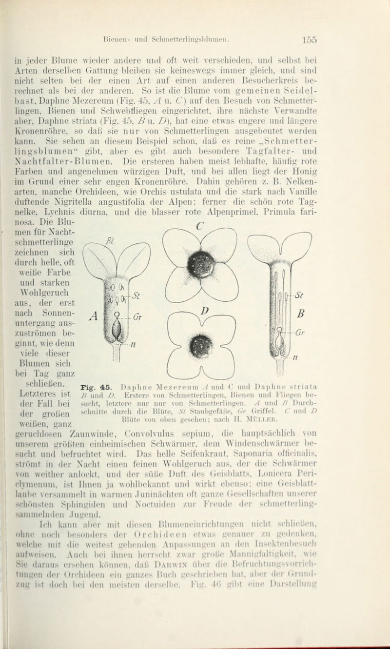 in Jeder lUiiine wieder andere und oft weit verschieden, und selbst hei Arten dersell)en (Kattuns hleihen sie keineswegs immer gleich, und sind nicht selten bei der einen Art auf einen anderen Besucheikreis be- rechnet als bei der andeien. So ist die Blume vom gemeinen Seidel- bast. Daphne Mezereum (Fig. 45. A u. C) auf den Besuch von Schmetter- lingen. Bienen und Schwel)tliegen eingerichtet, ihre nächste \'erwandte aber. Dajjhne striata (Fig. 45, B u. Z>). hat eine etwas engere und längere Klonenröhre, so daß sie nui' von Schmetterlingen ausgebeutet werden kann. Sie sehen an diesem r)eisi)iel schon, daß es reine ..Schmetter- lingsblumen gibt, aber es gibt auch besondere Tagfalter- und Nachtfalter-Blumen. Die crsteren haben meist lebhafte, häutig rote Farben und angenehmen würzigen Duft, und bei allen liegt der Honig im (irund einer sehr engen Kronenröhre. Dahin gehören z. B. Xelken- arten. manche Orchideen, wie Orchis ustulata und die stark nach \'anille duftende Nigritella angustifolia der Alpen: ferner die schön rote Tag- nelke, Lychnis diurna. und die blasser rote Alpenprimel. Primula fari- nosa. Die Bin- ^' nien für Nacht- ' Schmetterlinge zeichnen sich durch helle, oft weille Farbe und starken Wohlgeruch aus. der erst nach Sonnen- untergang aus- zuströmen be- ginnt, wie demi viele diesei Bhnnen sich bei Tag ganz .sclilieljen. Letzteres ist der Fall bei der grollen weißen, ganz ^'cruchlosen Zaunwinde, (onvolvulus imserem größten eiidieimischen Schwi sucht und befruchtet wird. Das hell« strömt in (Um- Nacht einen feinen \V( von weither aidnckt. und der süße Duft des (ieisblatts. clyinenuni. ist Ihnen ja wohlbekannt und wirkt eiieiiso; laube versammelt in wannen .luninäclitcn nft ganze (iesdl schönsten Sphingiden und Ndctiiidcn zur Freude der nnmr'liiden .lugend. Ich kann alier mit ilic-cii l'.li nciiiiifliliiiiLren .»liMf Mocli boonders der Oicliidccn ('lwa> Licnauc welche mit die weitest gehenden Anpassungen an tlen :infwei>en. .Vucli bei ihnen herrscht zwar ^Muße '• daraus er>e|ien k(»iinen, ilaß Dahwin idier di( Pig'. 45. Dapline M (•zcifiiin ./uiid (' und Oniiliiif > f r i .11 a />' lind />. Ersten' von Sclinn'tt('rlinir<'n, lÜoncn und l'li 'iffii lie- >M(lit, letztere nur nur von SclMiictterl nj.'1'n. ./ und / • Kur.h- sclinitii- dunli die Hlütc .SV Stjuili^refiil • •. (ir Criffel. • und f) lüüti' \n\\ iilicn ,i;esolu'n; n:ir 1 II. Mi i.i.r.K. se])iuin. die hauptsächlich von rnier. dem W iiidenschwärmer lie- Seifeid<rant. Saponaria ofticinalis. hlgernch ans. der die Schwärmer I-tuiicera I'eri- eine (leisblatt- chaften un^eier schmetterling- liclit >cldie|ieii. zu gedenken. InseklenbeoUcli .Manniulaltiukeit. wie BefruciituMü-vorrii-h- «,'('11 der Orcli : i-t d<icli bei deeii den ein lianzes liwcii i meisten der>e|lie. ieben hat. . n; L'ibt alter iler (Inind- i'ine Dar>tellnnLr