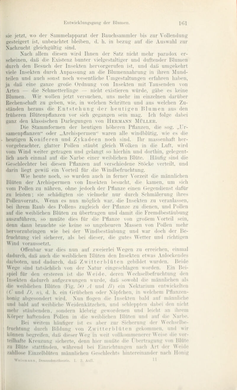 Ent\virklun<rs,!ranir ihn- liliinifii. ICJ sie jetzt, wo der S;iinnu'l;iit]>;irat der IJaiicli.-aiimilei- his zur \'(illeii(liini.' gesteipjert i.st. uiiljeachtet bleuten, d. li. in liczuu auf die Au^^valll zur Nachzucht iileichiiültig sind. Nach allem diesen wird Ihnen der Satz nicht mehr itaradox er- scheinen, daß die Existenz hunter vielgestaltiger und dut'tendei- Ulumen durch den liesucii der Insekten hervorgerufen ist. und dali umgekehrt viele Insekten durch Anpassung an die Hlumennahrung in ihren Mund- teilen und auch sonst noch wesentliche rmgestaltungen erfahren halten, ja daß eine ganze große Ordnung von Insekten mit Tausenden von Arten — die Schmetterlinge — nicht existieren würde, gälte es keine lilumen. Wir wollen jetzt versuchen, uns mehr im einzelnen ilarülier Rechen>chaft zu gehen, wie. in welchen Schritten und aus welchen Zu- ständen heraus die Entstehung der heutigen lUumen aus den früheren Ptlütcniifianzen vor sich gegangen sein mag. Ich folge dabei ganz den klassischen Darlegungen von Hermann Müller. Die Stammformen dei- heutigen höheren Ptlanzen. die sog. ..Er- samenptianzen oder ..Archispermen'' waren alle windlilütig. wie es die heutigen Koniferen und Zykadeen noch sind. Ihr masseidiaft her- vorgeltrachter. glatter Pollen stäubt gleich Wolken in die Luft, wird vom Wind weiter getragen und gelangt so hierhin und dorthin, gelegent- lich auch einmal auf die Narlie einer weiblichen Plüte. Häutig sind die (ieK-hlechter bei diesen Ptlanzen auf verschiedene Stöcke verteilt, und darin liegt gewiß ein \orteil für die Windbefruchtung. Wie heute noch, so wurden auch in fernei- \'orzeit die männlichen Pdüten der Archisitermen von In>ekten iiesucht. die kamen, um >ich v(tni Pollen zu nähren, ohne jedoch der Pflanze einen (Jegendienst dafür zu leisten: sie schädigten sie vielmehr nur durch Schmälerung ihre.- Pollenvorrats. Wenn es nun möulich war. die Insekten zu veranla>s('n. bei ihrem Raub des Pctllens zugleich der Pflanze zu dienen, und Pctllen auf die weiblichen Plüten zu übertiagen und <lamit die Erenidbestäubung auszuführen. >o mußte dies für die Pflanze V(tn gnißem N'orteil sein, denn dann brauchte sie keine so ungeheuren Massen vitn Pollen mehr hervorzubringen wie bei der Windbestäubung und war duch der Pe- tVuchtung viel sicherei', als bei die>er. die gute-- Wertei' und riehtiL^eii Wind v<traussetzt. Offenbar war dies nun auf zweierlei Wegen zu erreichen, einmal «ladurch, daß auch die weiblichen Plüten den Insekten etwas Aidctckendes darboten, und dadurch, daß Zwitterblüten gebildet wurden. Peide Wege sind tat>ächlich von der Natur eingeschlagen wctrden. Ein P.ei- spiel für den ersteren ist die Weide, deren Wechselbefruchtung den I In.sekten dadurch aufgezwungen wurde, daß xtwohl die männlichen als , die weiblichen Plüten (Eig. lO ./ und />) ein Nektarium entwickelten I (6^ und />>, //), d. h. ein (Irübcheii «tder Näpfchen, in welchem l'flanzen- linnig ab<,'esniiderf wird. Nun fhi^'eii die inx'kli'ii bald auf männliche und bald auf weiitliche Weidenkätzchen, und schlep|ileii daltei den nicht melir stäubenden. Mindern klebrig gewordenen und leicht an ihrem j Körper haftenden Pctlleii in die weiblicli<'ii Plüten und auf die Narlie. I Hei weitem häufiger i>t e- aber zur Siclieruiii.' iler W<'ch<clbe- I fruchtung durch Pildiing von Zwitterblüten gekomuM'ii. und wir ! können bcgreifi-n. dal.i die>er Weu' in weit vollkoiumeiu'rer Wei>e die vor- I teilhafte Kreiizuim sicherte, denn hier ßte die Ibertraf^ung von Plüte I zu Blüte stattfinden, während bei EinriclifuiiL.'eii nach Art <ler Weide I zahllose Einzelblüten niännlii-hen (Jeschlecht- hintereinander nadi lloniLr Woinmniin, lt../i^n.|..iutlic.,rj.'. 1. .'.Aufl. ''