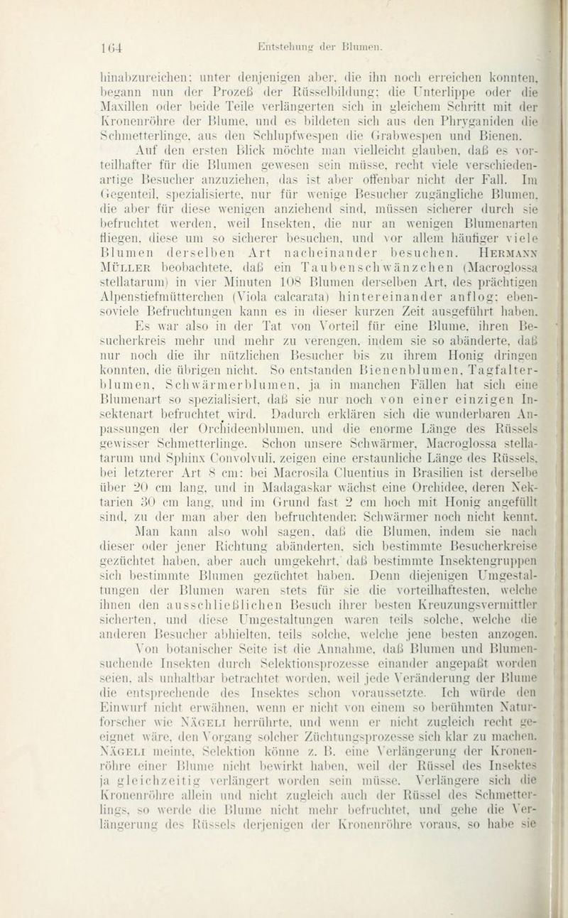 104 Entstelninir der iJluincii. liinabzureiclion: unter denjenigen abei-. die ihn noch eiieichen konnten, begann nun der Prozeß der Rüsselbihhmg: die rnterlii)i)e oder die Maxillcn oder bei<le Teile verlängerten <ich in gleichem Schritt mit der Kroncniöhre der I»lume. und es bildeten sich aus den Phrvganiden die Schmetterlinge, aus den Schlupf\ves})en die (irabwespen und Bienen. Auf den ersten I'dick möchte man vielleicht glauben, daß es vor- teilhafter für die Blumen gewesen sein müsse, recht viele verschieden- artige Besucher anzuziehen, das ist aber otfenbar nicht der Fall. Im Gegenteil, speziahsierte, nur für wenige Besucher zugängliche Blumen, die aber für diese wenigen anziehend sind, müssen sicherer durch sie befruclitet werden, weil Insekten, die nur an wenigen Blumenarten fliegen, diese um so sicherer besuchen, und vor allem häutiger viele Blumen derselben Art nacheinander besuchen. Hermann Müller beobachtete, daß ein Tauben seh wänzchen (Macroulossi stellatarum) in vier Minuten 108 Blumen dei-selben Art. des prächtigen Alpenstiefmütterchen (Viola calcarata) hintereinander anflog: el»en- soviele Befruchtungen kann es in dieser kurzen Zeit ausgeführt habeiL Es war also in der Tat von Vorteil für eine Blume, ihren Be- sucherkreis mehr und mehr zu verengen, indem sie so abänderte, daß nur noch die ihr nützlichen Besucher bis zu ihi-em Honig dringen konnten, die übrigen nicht. So entstanden Bienenblumen. Tagfalter- blumen. Schwürmerblumen. ja in manchen Fällen hat sich eine Blumenart so s])ezialisiert. daß sie nur noch von einer einzigen In- sektenart befruchtet^ wird. Dadurch erklären sich die wunderbaren An- passungen der Oi-chidecnblumen. und die enorme Länge des Rüssels gewisser Schmetterlinge. Schon unsere Schwärmer. Macroglossa stella- tarum und Sphinx Convolvuli. zeigen eine erstaunliche Länge des Rüssels, bei letzterer Art 8 cm: bei Macrosila Cluentius in Brasilien ist derselbe über 20 cm lang, und in Madagaskar wächst eine Oichidee. deren Nek- tarien 30 cm lang, und im Grund fast 2 cm hoch mit Honig angefüllt sind, zu der man aber den befruchtenden Schwärmer noch nicht kennt. Man kann also wohl sagen, daß die Blumen, indem sie nach dieser oder jener Richtung abänderten, sich Ijestimmte Besucherkieise gezüchtet lial)en, aber auch umgekehrt, daß bestimmte Insektengrui)pen sich bestimmte Blumen gezüchtet hal)en. Denn diejenigen Umgestal- tungen der Blumen waren stets für sie die vorteilhaftesten, welche ihnen den ausschließlichen Besuch ihrer besten Kreuzungsvennittler sicherten, und diese l^mgestaltungen waren teils solche, welche die anderen Besucher a!)hielten. teils solche, welche jene besten anzogen. Von botanischer Seite ist die Annahme, daß Blumen und Blumen- suchende Insekten durch Selektionsprozesse einander angepaßt worden seien, als unhaltbar betrachtet worden, weil jede \'eränderung der Blume die entsiuechende des Insektes schon voraussetzte. Ich wüide den Einwurf nicht erwähnen, wenn er nicht von einem so l)eridimten Natur- forscher wie Nägeli herrühi'te. und wenn er nicht zugleich recht ge- eignet wäre, den \'organg solcher Züclitungsi)rozesse sich klar zu machen. Nägeli meinte, Selektion könne z. B. eine \erlängeiung der Kronen- röhre einei- Blume nicht bewirkt haben, weil der Rüssel des Insektes ja gleichzeitig verlängert worden sein müsse. Verlängere sich »hc Kronenröhre allein und nicht zugleich auch der Rüssel des Schmetter- lings, so werde die lUume nicht melw liefruchtet. und gehe die Ver- längerung des Rüssels derjenigen der Kroucnröhre voraus, so habe sie
