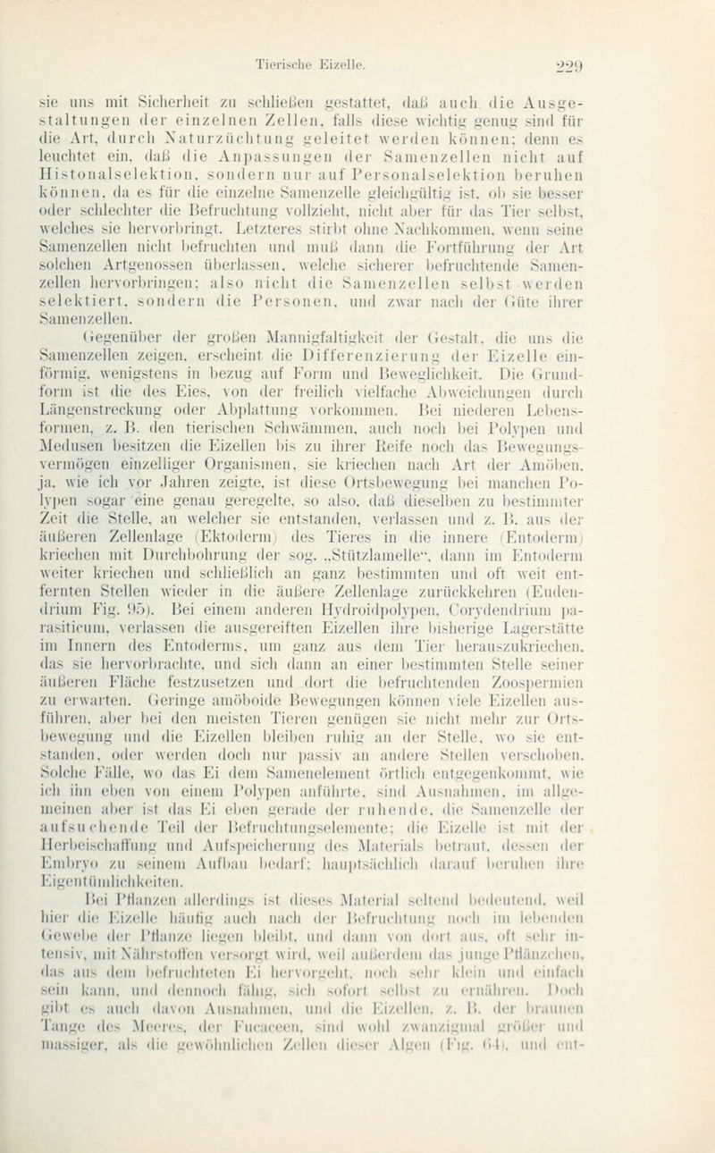 sie uns mit Sicherheit zu schlieMeu gestattet, dal.l aucli die Ausge- staltungen der einzelnen Zellen, falls diese wichtig genug sind für die Art, durch Xaturzüchtung geleitet werden können: denn es leuchtet ein. dali die Anpassungen dei- Samenzellen nicht auf Histonalselektion. sondern nur auf Personalselektion beruhen können, da es für die einzelne Samenzelle gleichgültig ist. ob sie besser oder schlechter die Befruchtung vollzieht, nicht aber für das Tier selbst, welches sie hervorbringt. Letzteres stirl)t ohne Nachkommen, wenn seine Samenzellen nicht befiuchten und niul.l dann die Fortführung dei- Art solchen Artgenossen überlassen, welche sicherer befruchtende Samen- zellen hervorbringen; also nicht die Samenzellen selbst weiden selektiert, sondern die Personen, und zwar nach der Güte ihrer Samenzellen. (Jegenüber der groben Mannigfaltigkeit der (iestalt. die uns die Samenzellen zeigen, erscheint die Differenzierung der Eizelle ein- förmig, wenigstens in bezug auf Form und Peweglichkeit. Die Grund- form ist die des Eies, von der freilich vielfache Abweichungen durch Längenstreckung oder Abplattung vorkommen. Pei niederen Lebens- formen, z. P. den tierischen Schwämmen, auch noch bei Polypen und Medusen besitzen die Eizellen bis zu ihrer Reife noch das Bewegungs- vermögen einzelliger Organismen, sie lo-iechen nach Art der Amöben, ja. wie ich vor Jahren zeigte, ist diese Ortsbewegung bei manchen Po- lypen sogar eine genau geregelte, so also, daß dieselben zu bestimmter Zeit die Stelle, an welcher sie entstanden, verlassen und z. B. aus ihr äuliei-en Zellenlage (Ektoderm) des Tieres in die innere 'Entodermj kriechen mit Duichbohrung der sog, ..Stützlanielle. dann im Ljitoderni weiter kriechen und schließlich an ganz bestimmten und oft weit ent- fernten Stellen wieder in die äußei'e Zellenlage zurückkehren (Euden- drium Fig. 1)5). Bei einem andeien Hydroidi)olyi)en. Corydendrium pa- i-asiticum. verlassen die ausgereiften Eizellen ihre bisherige Lagerstätte im Liiiern des Entoderms, um ganz aus dem Tier herauszukriechen, das sie hervorbrachte, und sich dann an einer bestimmten Stelle seiner äußeren Fläche festzusetzen und dort die befruchtenden Zoospermien zu erwarten. (Jeringe amöboide Ikwegungen können viele Eizellen aus- führen, aber bei den meisten Tiei'cn genügen sie nicht mehr zur Orts- bewegung und die FJzellen bleiben luhig an der Stelle, wo sie ent- standen, oder werden doch nui' ]iassi\ an andere Stellen vei'schoben. Solche Fälle, wo das Ei dem Samenelement örtlich entgegenkommt, wie ich iim ei)en von einem Poly])en anführte, sind Ausnahmen, im allge- meinen aber ist das Ei eben geiade der i'uhende, die Samenzelle dei' aufsuchende Teil der Befruchtungselemente; die Eizelle ist mit der Ilerbeischatfung und Aufspeicherung des Materials betraut. de»en der Eini)ry() zu seinem Aufbau IxMiarf: hauptsächlich darauf beruhen ihre Eigentümlichkeiten. Bei l'Han/cii idl('rdilll:^ i>t diocs Material m'IicikI bedeutend, weil hier die Eizelle häiiliu auch iiacli der Belruchtiing noch im lebenden («ewelx! der Pflanze liegen bl(!il)t. und dann von dnri aus. oft sehr in- tensiv, mit NährstoHen verxugt wird, weil außerdeiu das Junge PHän/cheii. das aus dem befruchteten Ei hervorgeht, noch sehr klein und einlach sein kann, und dennoch fähig, sich sofort seil»! zu ernähren. Doch gil)t es auch davon Ausnahmen, und die Eizellen. /.. B. der braunen Tange (W> .Meeres, der Fucaceen. sind wohl zwanzigmal mrtßer und massiu(!r, als rjic gewölndichen Zellen dieser .Mgeii (Fig. Uli. und eiit-