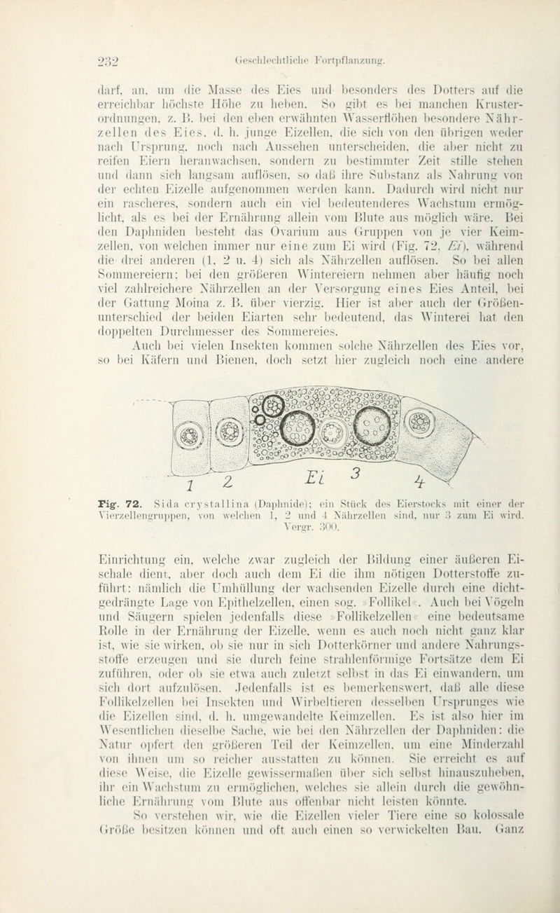 darf. an. um die Masse des Eies und besonders des Dotters auf die erreiclibar höchste Hölie zu heben. So gibt es l)ei manchen Kruster- or(huingen, z. B. bei den eben erwähnten NVassertlöhen besondere Nähr- zellen des Eies. d. h. junge Eizellen, die sich von den übrigen weder nach Ursprung, noch nach Aussehen unterscheiden, die aber nicht zu reifen Eiern heranwachsen, sondern zu bestimmter Zeit stille stehen und dann sich langsam auflösen, so daß ihre Substanz als Xahrung von der echten Eizelle aufgenommen werden kann. Dadurch wird nicht nur ein rascheres, sondern auch ein viel bedeutenderes Wachstum ermög- licht, als es bei der Ei-nährung allein vom Blute aus möglich wäre. Bei den Daphniden l)esteht das Ovaiium aus Gruppen von je vier Keim- zellen, von welchen immer nur eine zum Ei wird (Eig. 72, Ei), während die drei anderen (1, 2 u. 4) sich als Nährzellen auflösen. So bei allen Sommereiern; bei den gi-ößeren Wintereiern nehmen aber häutig noch viel zahlreichere Nährzeilen an der Versorgung eines Eies Anteil, bei der Gattung Moina z. 1>. über vierzig. Hier ist aber auch der (irößen- unterschied der beiden Eiarten sehi- bedeutend, das Winteret hat den doppelten Durchmesser des Sommereies. Auch l)ei vielen Insekten kommen solche Nährzellen des Eies vor, so bei Käfern und Bienen, doch setzt hier zugleich noch eine andere 1 ^ Pig-. 72. Sida ci-ystal 1 i na iDajil Vicrzclk'niirnppoii, von welchen 1, m: ein Stück des Eierstocks mit einer der md 1 Xälir/.ellen sind, nnr '.\ zum Ei wird. Einrichtung ein. welche /wai- ziigleicli der Bildung einer äußeren Ei- schale dient, aber doch auch dem Ei die ihm nötigen Dotteistotfe zu- führt: nämlich die rmiiidlung der wachsenden Eizelle durch eine dicht- gedrängte Lage von Epithelzellen, einen sog. Eollikel . Auch bei \'ögeln und Säugern spielen jedenfalls diese Eollikelzellen eine bedeutsame Rolle in der E.rnährung der Eizelle, wenn es auch )ioch nicht ganz klar ist, wie sie wirken, ob sie nur in sich Dotterköi-ner und andeie Nahrungs- stotfe erzeugen und sie durch feine strahlenförmige Eortsätze dem Ei zufüliren. oder ob sie etwa auch zuletzt sell)st in das Ei einwandern, um sich dort aufzulösen. Jedenfalls ist es bemerkenswert, daß alle diese Eollikelzellen bei Insekten und Wiri)eltieren desselben Ursprunges wie die Eizellen sind. d. h. umgewandelte Keimzellen. Es ist also hier im Wesentlichen dieselbe Sache, wie bei den Nährzellen der Daphniden: die Natur opfert den größeren Teil der Keimzellen, um eine Minderzahl von ihnen um so reicher ausstatten zu kcinnen. Sie erieicht es auf diese Weise, die Eizelle gewissermaßen über sich selbst hinauszuheben, ihr ein Wachstum zu ermöglichen, welches sie allein durch die gewöhn- liche Ernährung vom Blute aus orteid)ar nicht leisten könnte. So verstehen wir. wie die Eizellen vieler Tiere eine so kolossale Größe besitzen könn(>ii und oft auch einen so veiwickelten Bau. (ianz