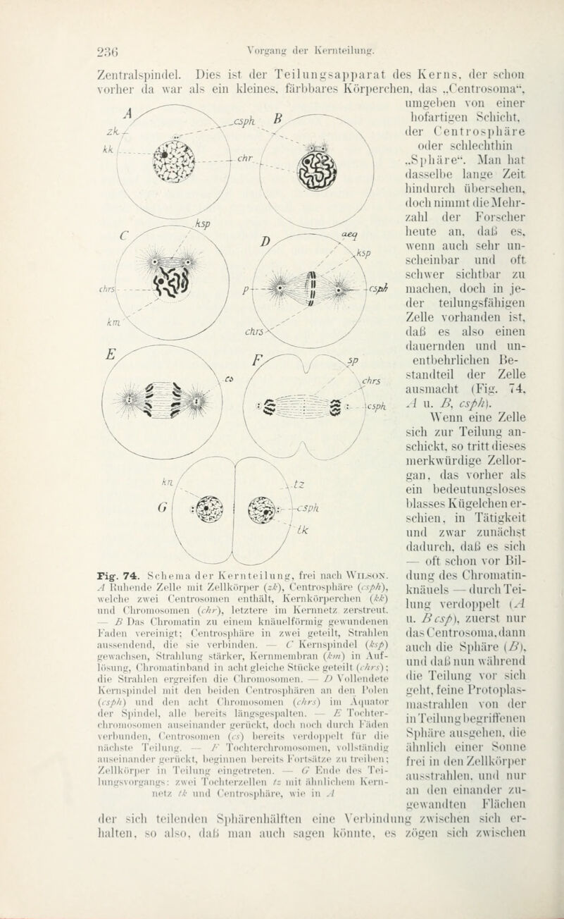 -cspth \cspk Zentralspindel. Dies ist der Teilungsapparat des Kerns, der schon vorher da war als ein kleines, färbbares Körperchen, das ..Centrosoma, umgeben von einer hofartigen Schicht, der Centrosphäre oder schlechthin ..S})häre. Man hat dasselbe lange Zeit hindurch übersehen^ doch nimmt die Mehr- zahl der Foischer heute an. daß es, wenn auch sehr un- scheinbar und oft schwer sichtbar zu maclien. doch in je- der teüungsfähigen Zelle vorhanden ist, daß es also einen dauernden und un- entbehrlichen Be- standteil der Zelle ausmacht (Fig. 74, ./ u. />. csph). Wenn eine Zelle sich zur Teilung an- schickt, so tritt (lieses merkwürdige Zellor- gan, das vorher als ein bedeutungsloses blasses Kügelchen er- schien , in Tätigkeit und zwar zunächst dadurch, (hiß es sich — oft schon vor Bil- dung des Ciironuitin- knäuels —durch Tei- lung verdoppelt (A u. Bcsp), zuerst nur das Centrosoma. dann auch die Sphäre [B), und daß nun während die Teilung vor sich geht, feine Protojdas- nuistrahlen von der in Teilung begriffenen S])liäic ausgehen, die ähnlich einer Sonne frei in (kNi Zellköri)er ausstrahlen, und nur an den einanckM' zu- gewandten Flächen der sich teilenden Sphärenhälften eine X'eibindung zwischen sich er- lialten, so also, daß man auch sagen könnte, es zögen sich zwischen Fig-. 74. Srlipnia der Ke A ünheiidc Zelle mit Zellk welche zwei Ceiitrosoiiien und Clironiosomen {if'), 1 •iiteiliinir. frei naeh Wii^sox. irper {zk\ C(>ntnisi)häre {csph), enthält, Kernkörperclien {kk) Hztere im Kernnetz zerstreut. — B Das Chrornatin zu einem knäuelförmig gewundenen Faden vereinigt; Centrosphäre in zwei geteilt, Strahlen aussendend, die sie verbinden. — C Kernspindel (ksp) gewachsen, Strahlung stärker, Kernmembran {km) in Auf- lösung, Chromatinband in acht gleiche Stücke geteilt ((7//a); die Strahlen ergreifen di(^ ChnimdsonKMi. — /) Vollendete Kernsi)indel mit den beiden (entrospliären an den Polen {isph) und den acht (Chromosomen {c//rs) im Atpiator der Sjjindel, alle bereits längsgespalten. — E Tochter- chromosomen auseinander gerückt, doch noch durch Fäden verbunden, Centrosomen {es) bereits verdo})pelt für die nächste Teilung. — /• Tochterchronu)somen. vollständig auseinandergerückt, beginnen bereits Fortsätze z\i treiben; Zellkiirper in Teilung eingetr«>t(Mi. (/ Kntle des Tei- lungsvorgangs: zwei Tochterzellen /; mit ähnliclicm Korn- nctz //■ und CiMitrospliiii-e, wie in ./