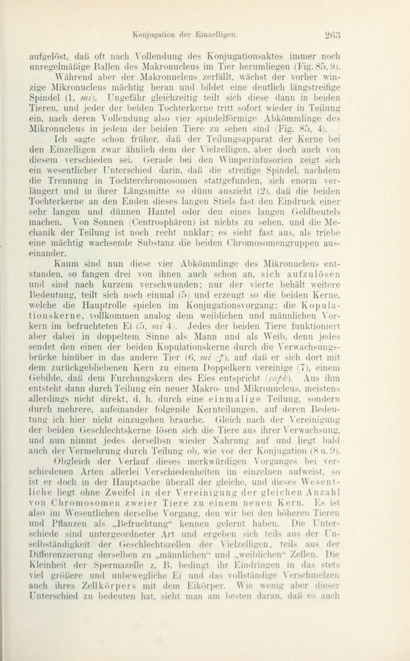Konjnirati(tn der Einzt'llifien. 2*k» aufgelöst, daß oft nach X'ollendung des Konjugationsaktes immer noch unregelmäßige Ballen des Makronucleus im Tier herumliegen (Fig. 85. 9). Während alier der Makronucleus zerfällt, wächst der vorher win- zige Mikronucleus mächtig heran und bildet eine deutlich längstreitige Spindel (1. mi). Ungefähr gleichzeitig tedt sich diese dann in beiden Tieren, und jeder der beiden Tochterkeine tritt sofort wieder in Teilung ein. nach deren Vollendung also vier spindelförmige Abkömmlinge des Mikronucleus in jedem dei- l)eiden Tiere zu sehen sind Fig. 85. 4). Ich sagte schon früher, daß der Teilungsapparat der Kerne l)ei den EinzelHgen zwar ähnlich dem der \'ielzelligen. aber doch auch von diesem verschieden sei. Gerade bei den Wimperinfusorien zeigt sich ein wesentlicher Unterschied darin, daß die streitige Spindel, nachdem die Trennung in Tochterchromosomen stattgefunden, sich enorm ver- längert und in ihrer Längsmitte so dünn auszieht (2). daß die beiden Tochtei'kerne an den Enden dieses langen Stiels fast den Eindruck einer sehr langen und dünnen Hantel oder den eines langen Geldbeutels machen. Von Sonnen iCentrosphären) ist nichts zu sehen, und die Me- chanik der Teilung ist noch recht unklar: es sieht fast aus. als trieije eine mächtig wachsende Substanz die beiden Chromosomengruppen aus- einandei'. Kaum sind nun diese vier Abkömmlinge des Mikronucleus ent- standen, so fangen drei von ihnen auch schon an. sich aufzulösen unil sind nach kurzem verschwunden: nur der vierte behält weitere Bedeutung, teilt sich noch einmal (ö und erzeugt so die beiden Kerne, welche die Hauptrolle ^l)ielen im Konjugationsvorgang: die Kopula- tionskerne, vollkommen analog dem weiblichen und männlichen \'or- kern im Ijefruchteten Ei (ö, mi \k .Jedes der beiden Tiere funktionierr aber dabei in doj)peltem Sinne als Mann und als Weib, denn jedes .sendet den einen der beiden Kopulationskerne durch die Verwachsung.— brücke hinüber in das andere Tier (H. mi j^i. auf daß er sich dort mit dem zurückgebliebenen Kern zu einem Do])pelkern vereinige (7). einem (iel)ilde. daß dem Furchungskern des Eies entspricht copk). Aus ihm entsteht dann durch Teilung ein neuer Makro- und Mikronucleus. meisten^ allerdings nicht direkt, d. h. durch eine einmalige Teilung, sondern durch mehrere, aufeinander folgende Kernteilungen, auf deren Bedeu- tung ich hier nicht einzugehen brauche. Gleich nach der \'ereinigung der beiden Geschlechtskerne lösen sich die Tiere aus ihrer \'erwachsung, und nun nimmt jedes derselbsn wieder Nahrung auf und liegt bald aucli der \'ermehrung durch Teilung ob. wie vor der Konjugation (Su. *.»». Obgleich der \'erlauf dieses merkwürdigen Vorganges bei ver- .schiedenen Arten allerlei Verschiedenheiten im einzelnen aufwei^t. .-o ist er doch in der Haujttsache überall der gleiche, und die>es Wesent- liche liegt ohne Zweifel in der Vereinigung der gleichen Anzahl von Chromosomen zweier Tiere zu einem neuen Kern. Es ist also im Wesentlichen derselbe X'organg. den wir bei den höheren Tieren und Pflanzen als ..Befruchtung kennen gelernt hal>en. Die Unter- .schiede sind untergeordneter Art und ergeben sich teils aus der Un- .selbständigkeit der (ieschlecht.szellen der \'ielzeliigen. teils aus A<ix Dirterenzierung derselben zu ..männhchcn und .,weil>hchen Zellen. Die Kleinheit der Sjiermazelle z. B. Iteihngt ihr Eindringen in (bis stets viel größere und unliewegliche Ei und das vollständige Verschmelzen auch ihres Zellkör|ters mit dem Eikörper. Wie wenig al)er die>er Unterschied zu bedeuten li;it. >ielit ni:iM .im lie-teii d;iran. daß «'^ auch