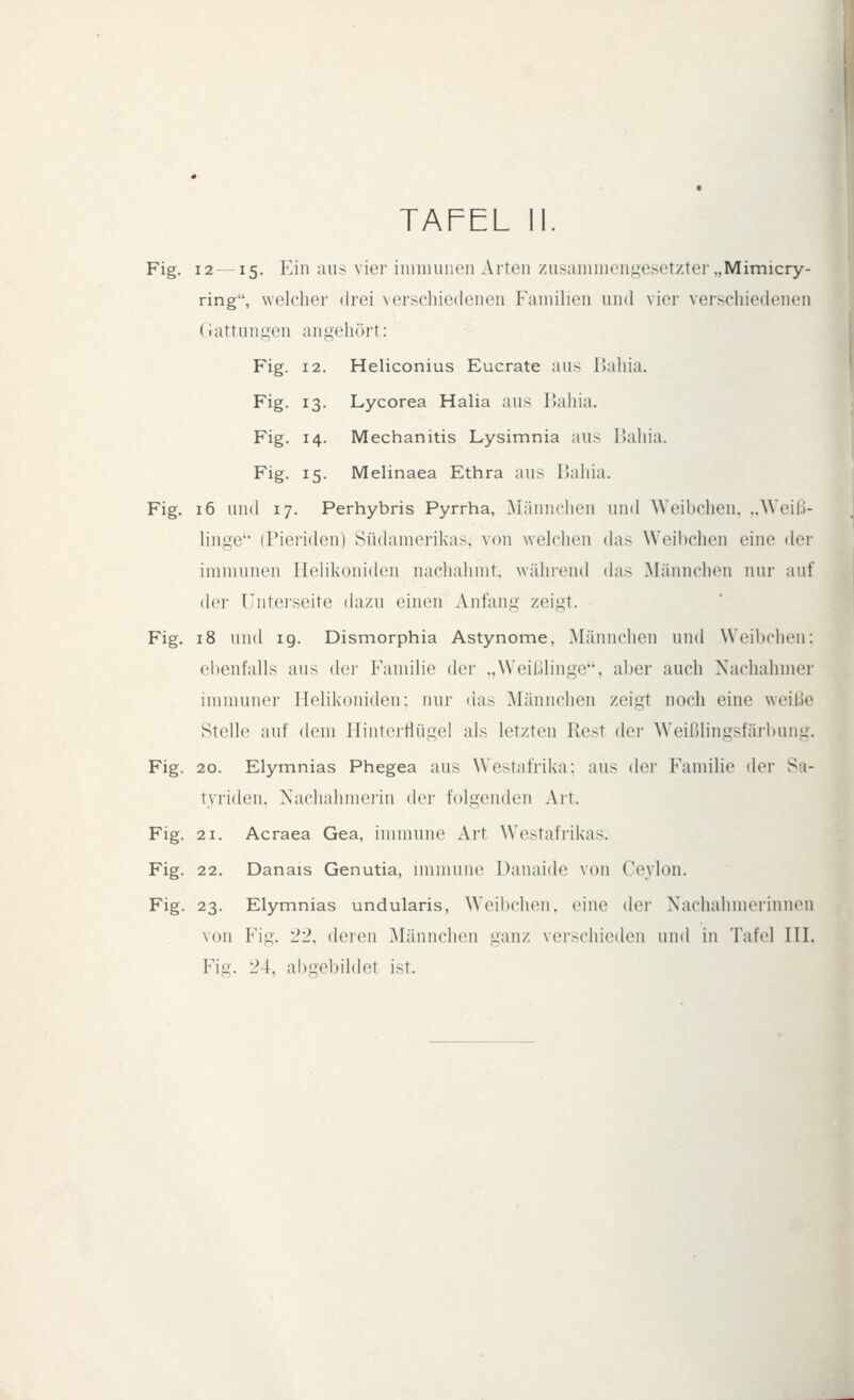 Fig. 12 — 15. Kill aus viei-iimmiiieu Arten ziisaiiiincnj.;esetzter„Mimicry- ring, welcher drei verschiedenen Famiheii und vier verschiedenen (iattun.uen angehcirt: Fig. 12. Heliconius Eucrate aus IJahia. Fig. 13. Lycorea Halia aus T.ahia. Fig. 14. Mechanitis Lysimnia aus 15ahia. Fig. 15. Melinaea Ethra aus l>ahia. Fig. 16 und 17. Perhybris Pyrrha, Männchen und Weibchen. ..Weil.!- lingc (Pieriden) Südamerikas, von welchen das Weibchen eine der immunen HeHkoniden nachahmt, wäluend (bis ]\Iännclien nur auf der Unteiseite dazu einen Anfang zeigt. Fig. 18 und ig. Dismorphia Astynome, Männchen und Weilichen: ebenfalls aus der Familie der .,Weißlinge'*, aber auch Nachahmer immuner HeHkoniden: nur das Männclien zeigt noch eine weiße Stelle auf dem Hintertlügel als letzten Rest der Weißlingsfärbung. Fig. 20. Elymnias Phegea aus W^estafrika; aus dei' Familie der Sa- Tyriden. Nachahiiieiiu dei' folgenden Art. Fig. 21. Acraea Gea, immune Art Westafrikas. Fig. 22. Danais Genutia, immune Daiiaide von Ceylon. Fig. 23. Elymnias undularis, Weibchen, eine der Nachahmerinnen von Fig. 22, deren Männchen ganz verschieden und in Tafel III. Fig. 24, abgebildet ist.