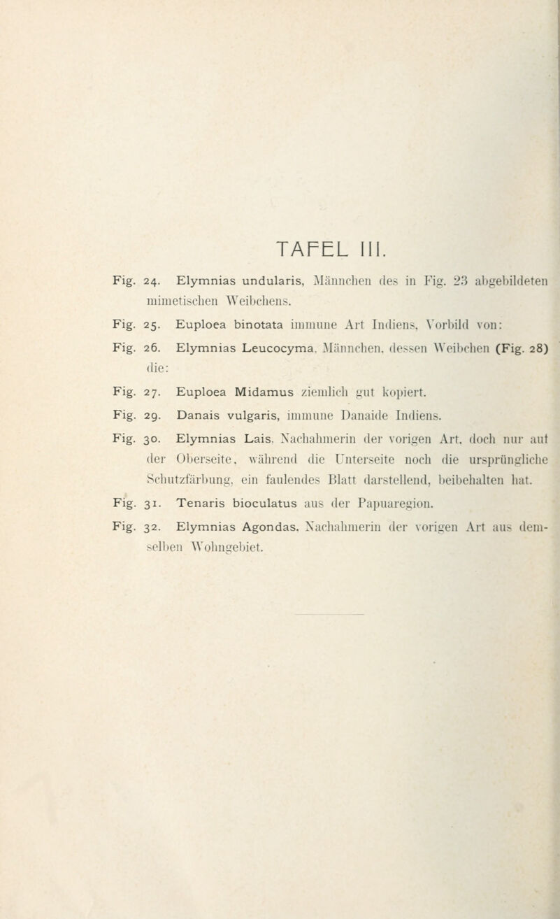 Fig. 24. Elymnias undularis, Mäimclieii des in Fig. 23 abgebildeten niiinetisclien Weibchens. Fig. 25. Euploea binotata innnnne Art Indiens. \'orbil(l von: Fig. 26. Elymnias Leucocyma. Männchen, dessen Weibclien (Fig. 28) die: Fig. 27. Euploea Midamus ziemlich uut kopiert. Fig. 29. Danais vulgaris, inmuine Danaide Indiens. Fig. 30. Elymnias Lais. Nachahmerin der vorigen Art. doch nur aut der ()l)er^eite. während die Unterseite noch die ursprüngliche Schutztarl)nng, ein faulendes Blatt darstellend, beibehalten hat. Fig. 31. Tenaris bioculatus aus der Papuaregion. Fig. 32. Elymnias Agondas. Nachahmeiin der vorigen Art aus dem- m'IIk'h Wulinirebiet.