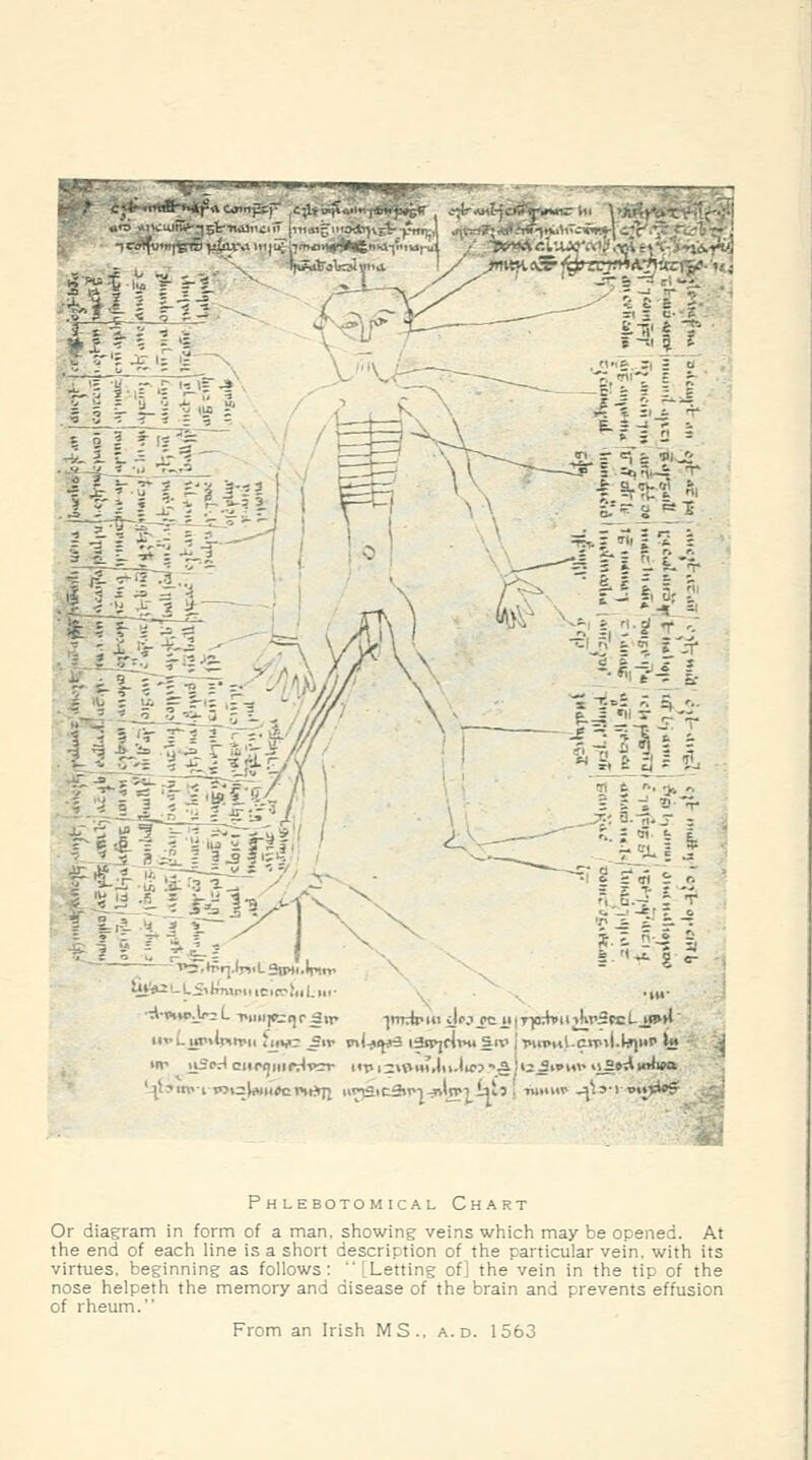 p .•■( ' '^S'm>-i wi=l«n<>cnriTi ii«^ic5n*|-iivWi ials ! •mMiw'-^^si wT**?^ P H LEBOTOM ICAL ChART Or diagram in form of a man, showing veins which may be opened. At the end of each line is a short description of the particular vein, with its virtues, beginning as follows: [Letting of] the vein in the tip of the nose helpeth the memory and disease of the brain and prevents effusion of rheum. From an Irish MS., a.d. 1563