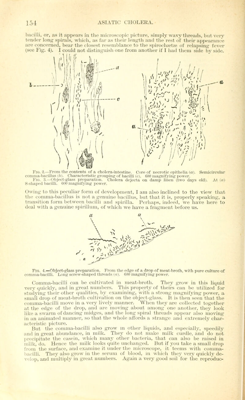 bacilli, or, as it appears in the microscopic picture, simplywa\';y threads, but very tender long- spirals, which, as I'ar as their lenuth and tlie^rest of their ajjpearance are concerned, bear the closest resemblance to the spirocli;et;e ol' relapsing- i'ever (see Fig. 4). I could not distinguish one from another if I had them side by side. ■  ■ ■ it/ ^ / Fig. 2.—From the contents of a cholera-intestine. Core of necrotic epithelia (a). Semicircular comma-bacillus ih). Characteristic grouping of bacilli (c). 600 magnifying power. Fig. 3.—Object-glass preparation. Cholera dejecta on damp lirieu (.two days old). At («> S-shaped bacilh. COO magnifying power. Owing- to this peculiar form of development, I am also inclined to the view that the comma-bacillus is not a genuine bacillus, but that it is, properly speaking, a transition form between bacilli and spirilla. Perhaps, indeed, we have here to deal with a genuine spirillum, of which we have a fragment before us. a a y. Fig. 4.—Object-glass preparation. From the edge of a drop of meat-broth, with pure culture of conmia-bacilli. Long screw-shaped threads (a). 600 magnifying power. Comma-bacilli can be cultivated in meat-broth. They grow in this liquid very quicklj-, and in great numbers. This property of theirs can be utilized for studying their other qualities, by examining, witli a strong- magnifying power, a small drop of meat-broth cultivation on the object-glass. It is then seen that the comma-bacilli move in a very lively manner. Wlien they an; collecteil together at the edge of the drop, and are moving about among one another, they look like a swarm of dancing midges, and the long spiral tlu-eads ajjpear also nioving in an animated manner, so that the -whole affords a strange and extremely char- acteristic picture. But tlie conmia-bacilli also grow m other liquids, and especially, speedily and in great abundance, in milk. They do not make milk curdle, and do not ))n'cipitate the casein, whic-h many other bacteria, that can also be raised in milk, do. Hence the milk looks (piite unchanged. But if you take a small drop from the surface, and examine it luider the microscope, it teems with conmia- bacilli. They also grow in the serum of blood, m which they verv quickly de- velop, and multiply in great numbers. Again a very good soil for tlie reproduc-